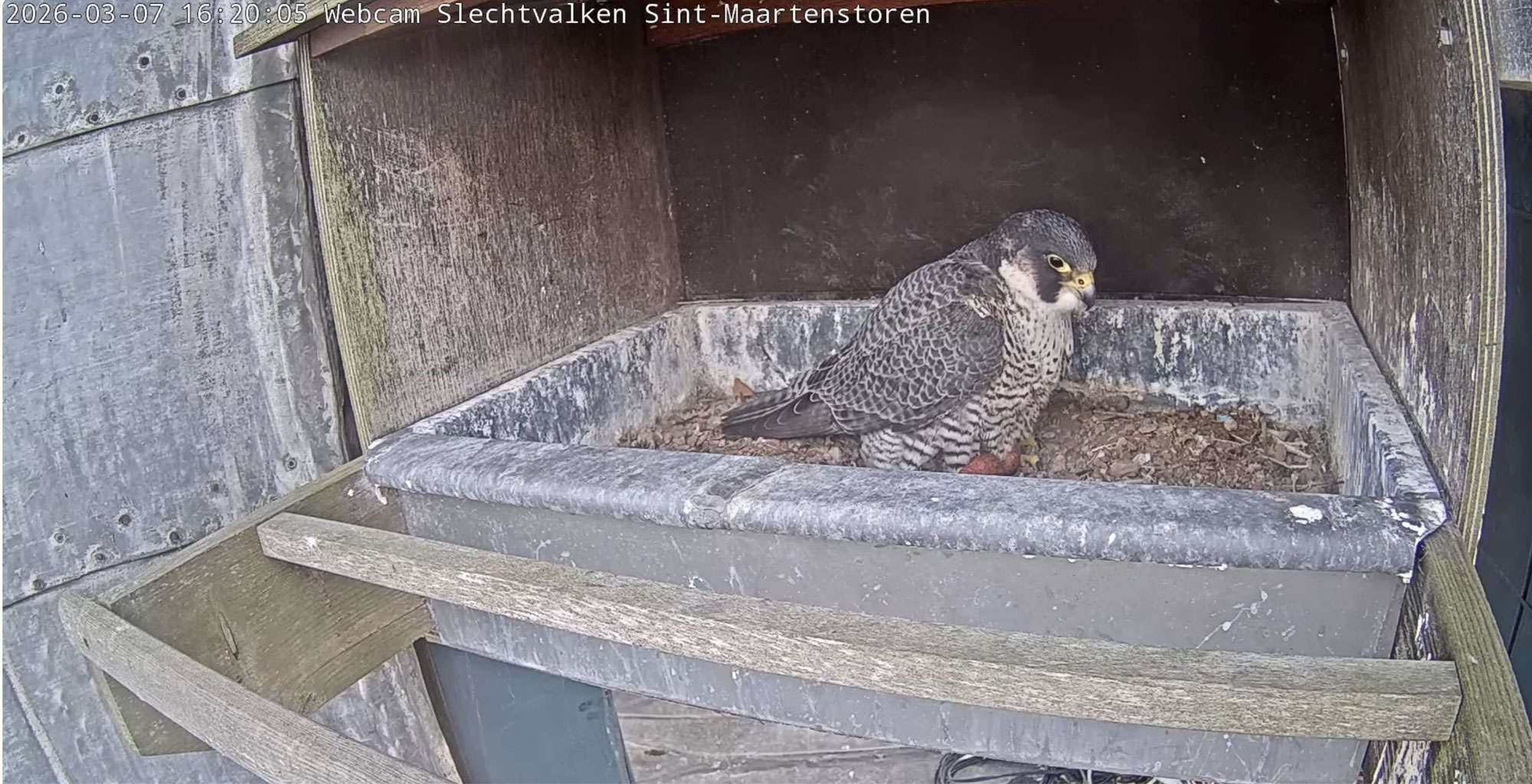 kijk binnen in het nest van onze vroege vogels