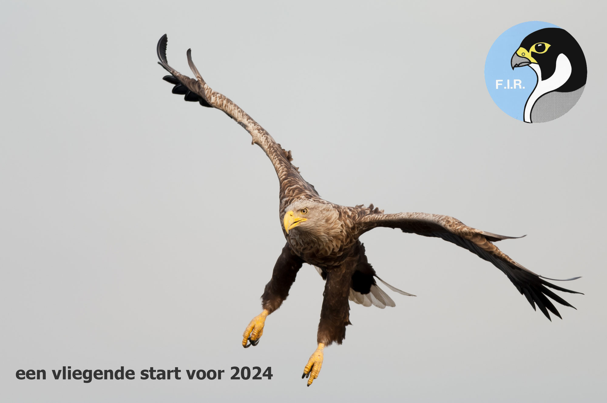2024 : zal de Zeearend in België broeden ?