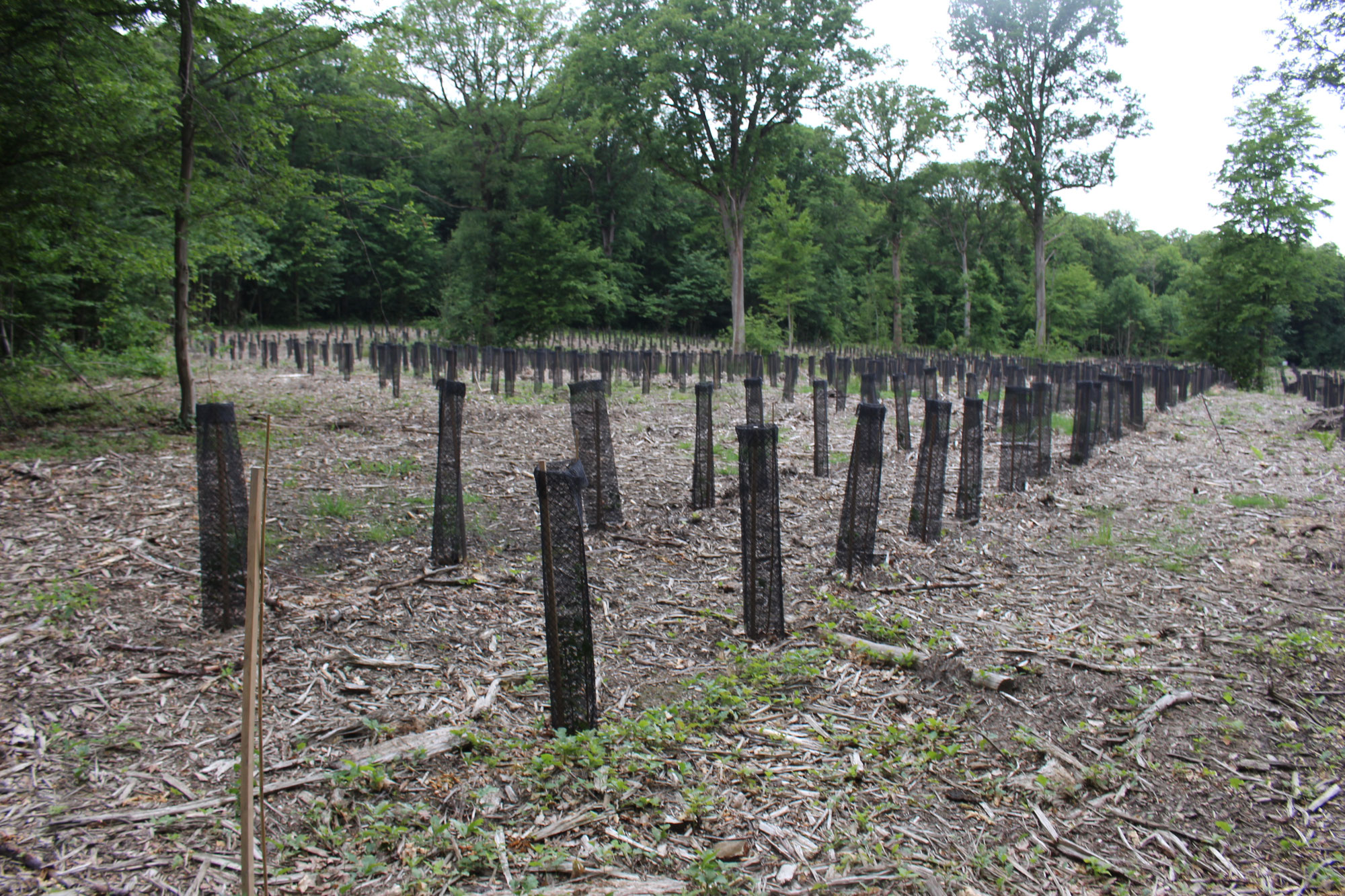 Pochons plastiques abandonnés en forêt : une pollution silencieuse qui menace les Yvelines