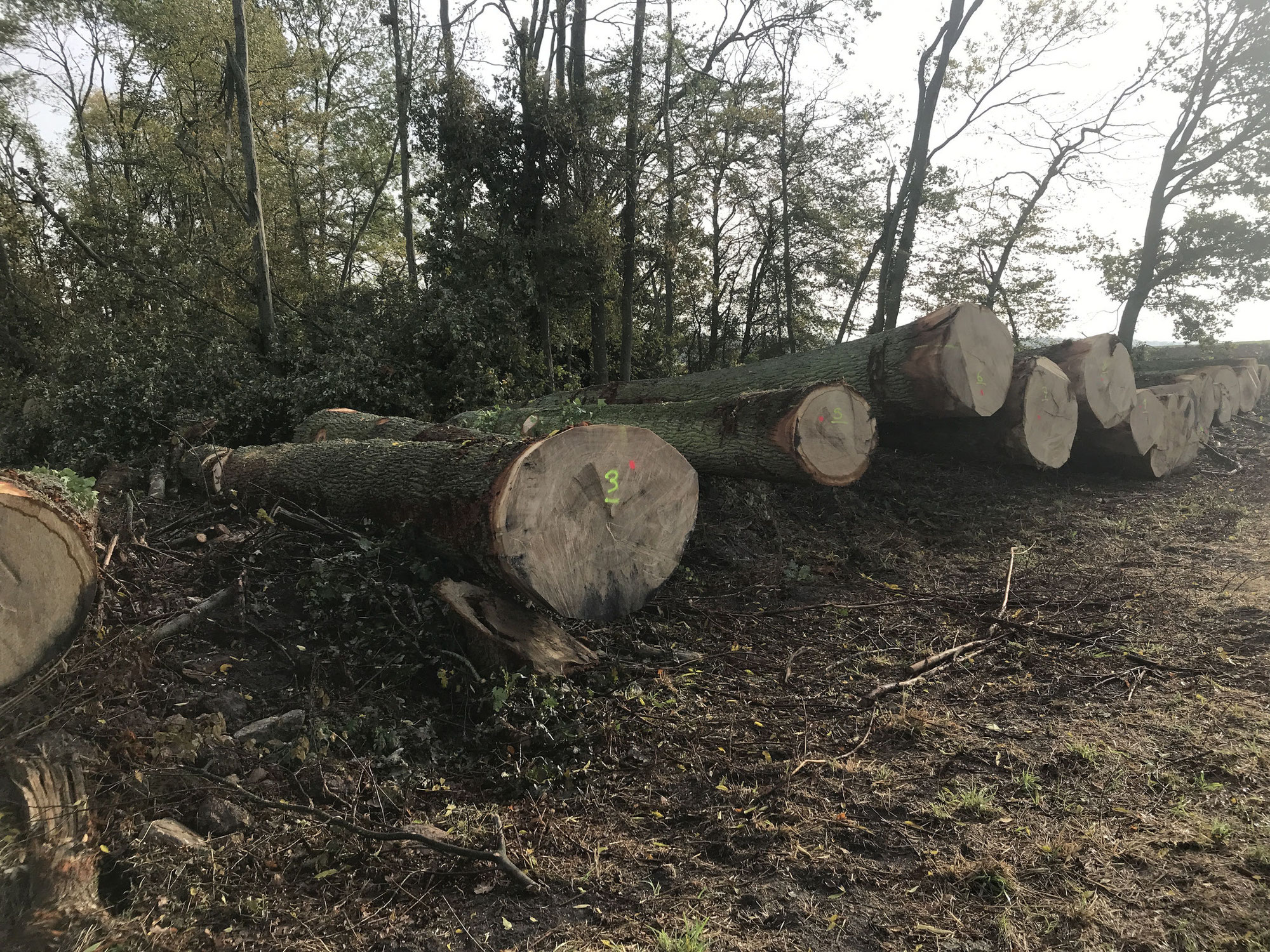 Procès Euro Bois – Septeuil : le plaidoyer des associations pour les 257 arbres volés