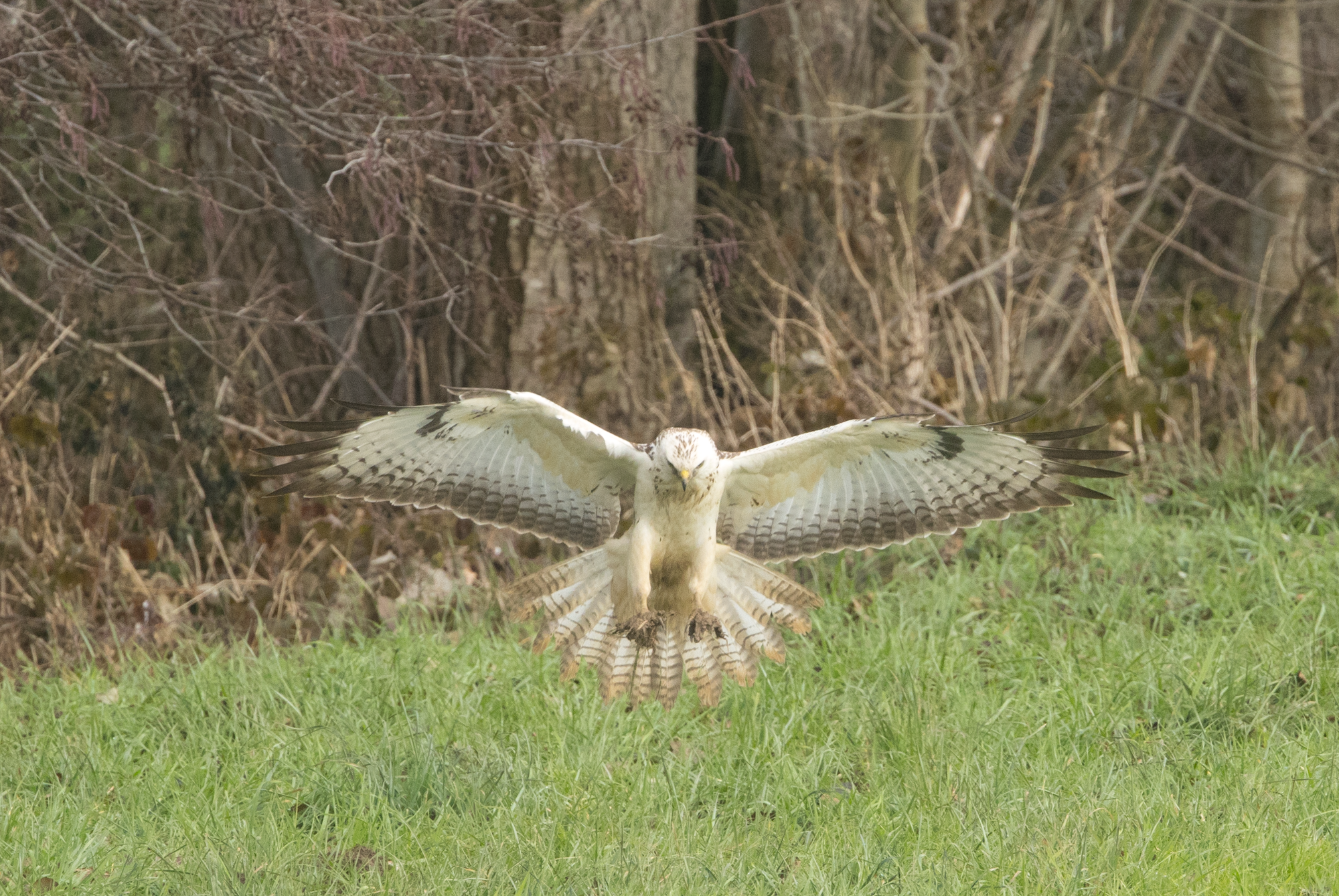 BIG YEAR unsere Artenliste der Vogelbeobachtung