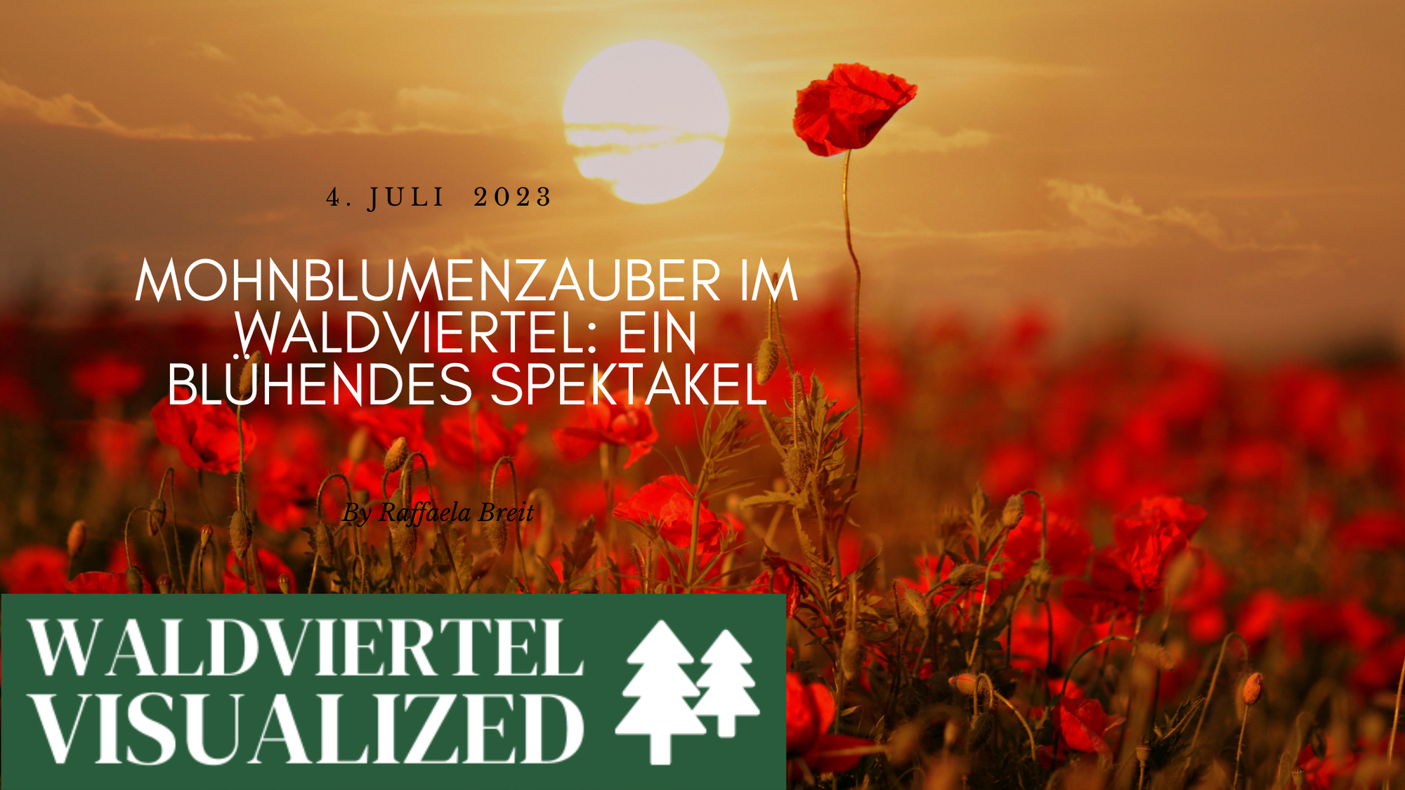 Mohnblumenzauber im Waldviertel: Ein blühendes Spektakel