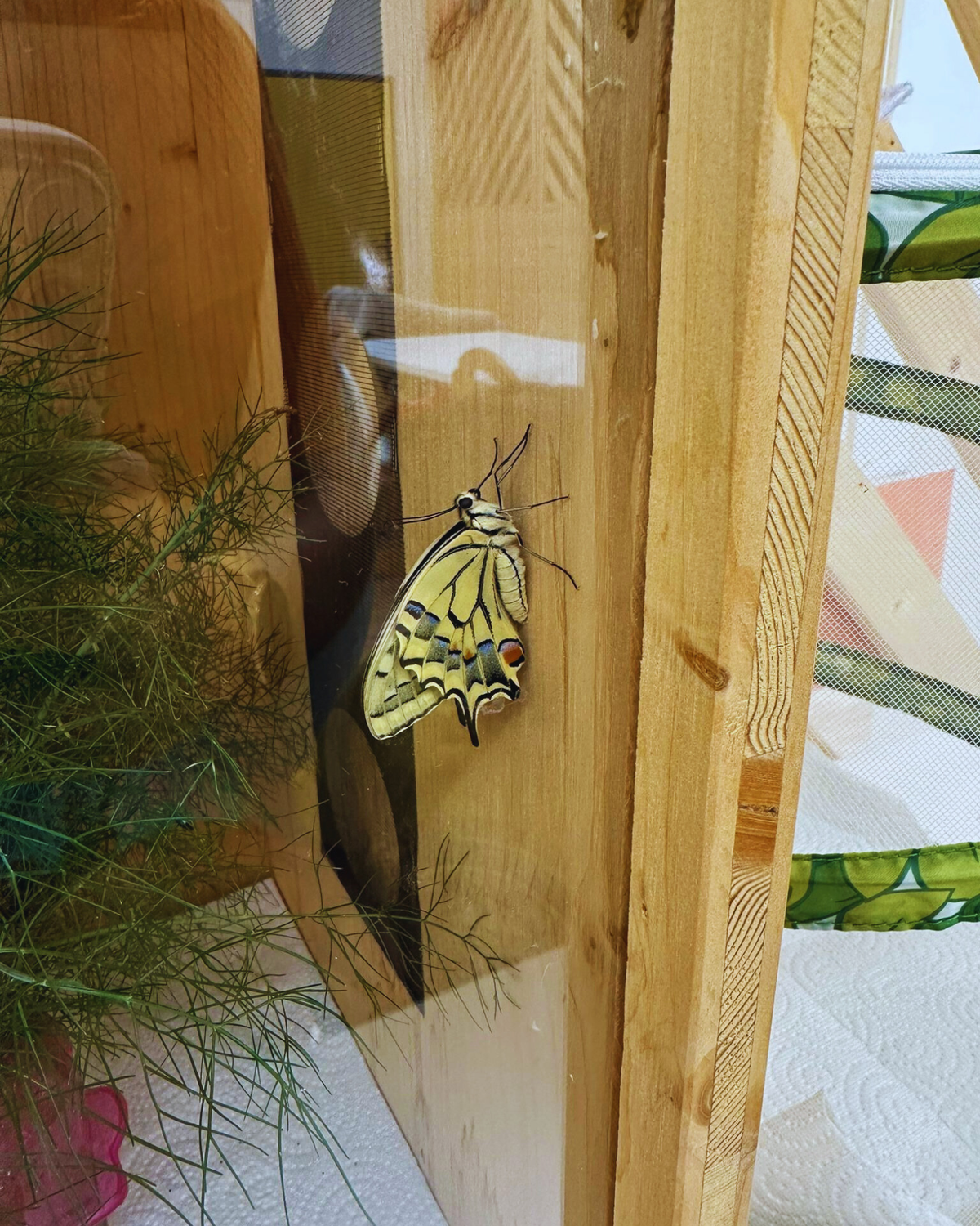 Wir züchten Schmetterlinge