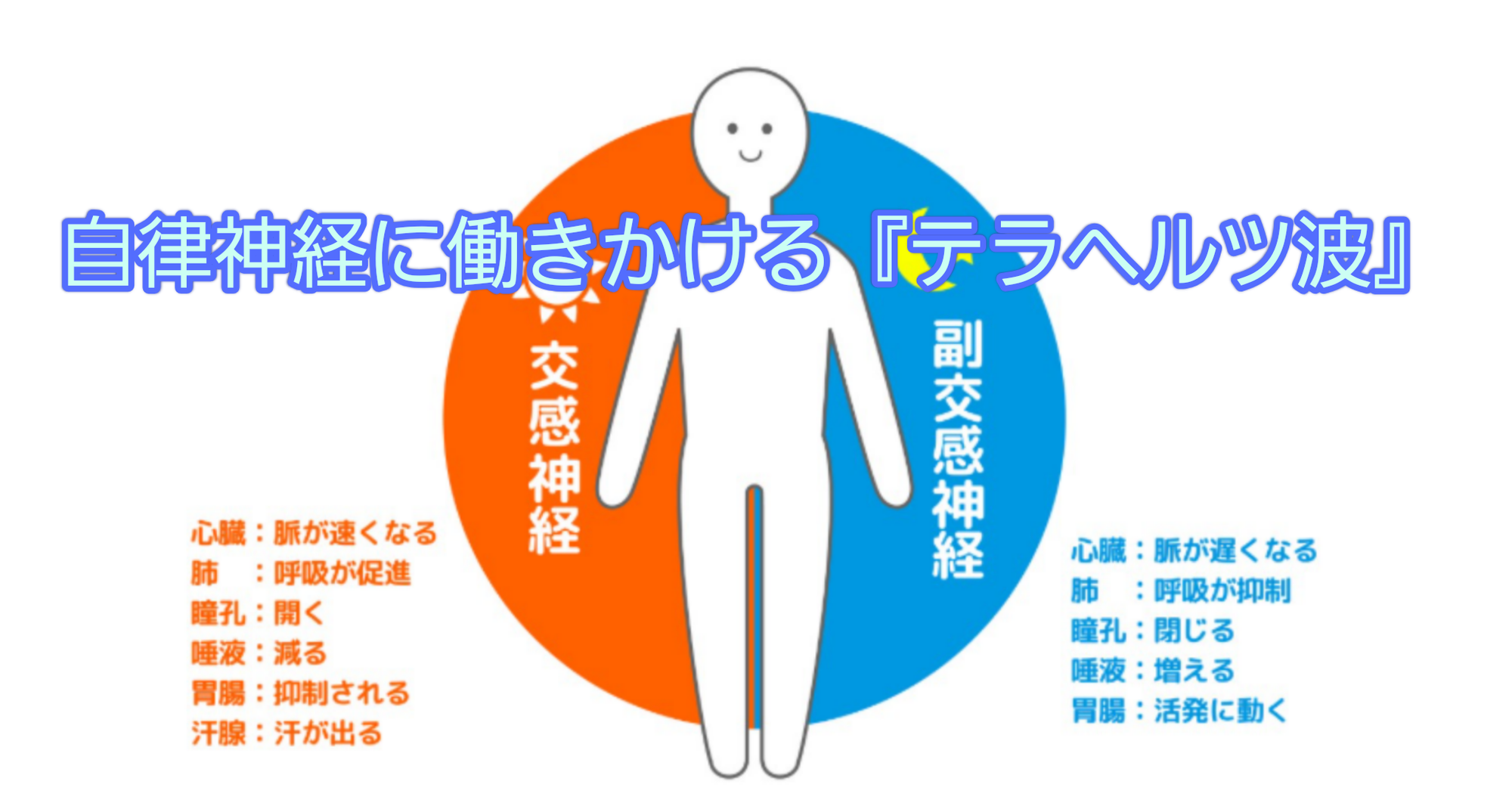 自律神経働きかける『テラヘルツ波』