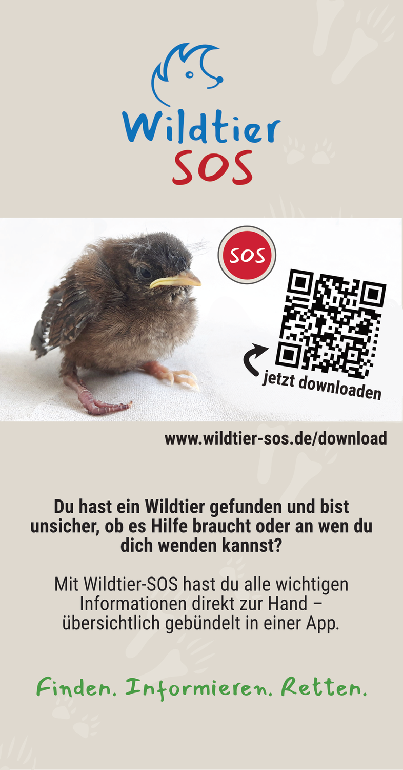 Wildtier gefunden - was nun?