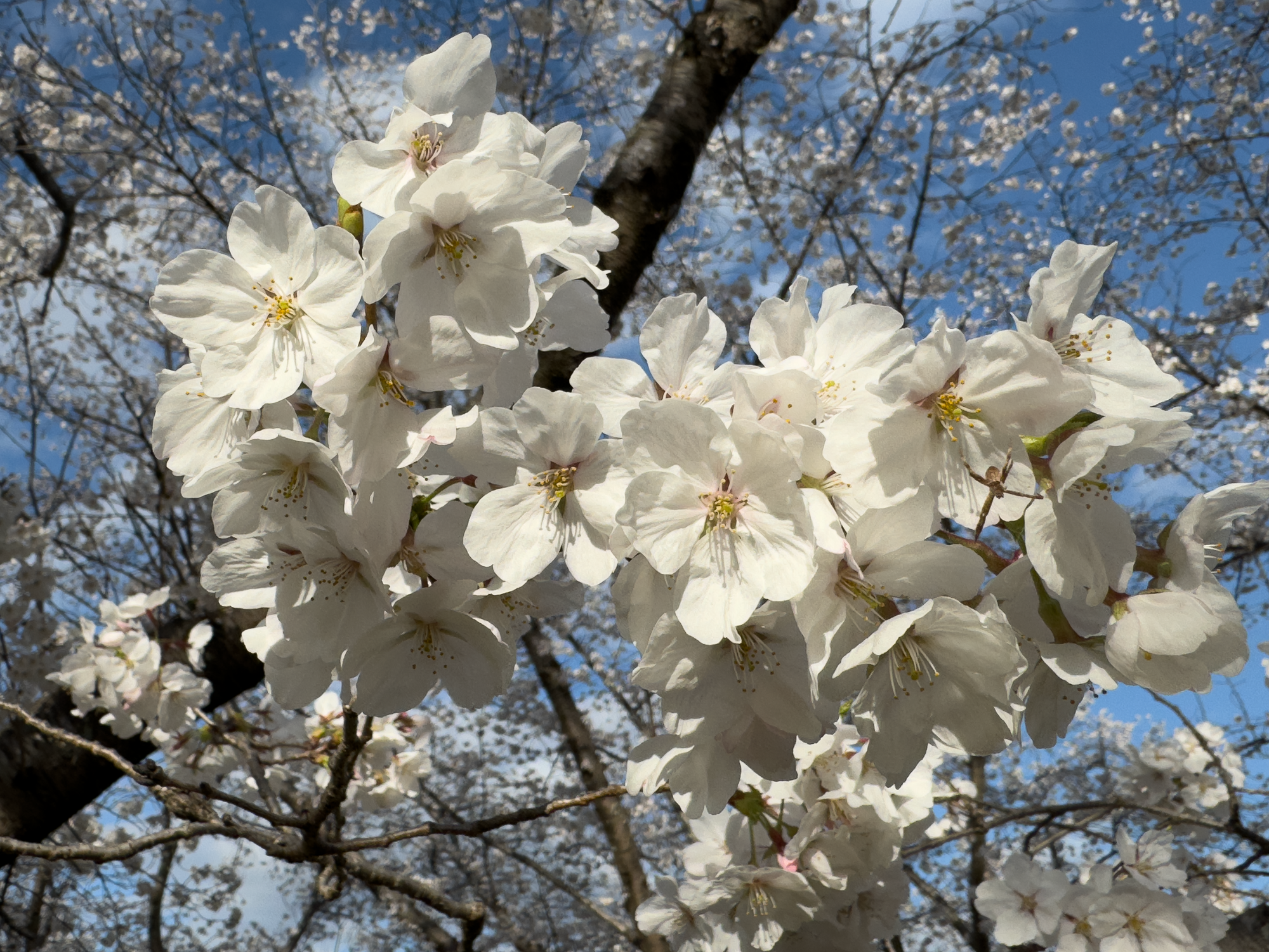桜満開ですね☺️