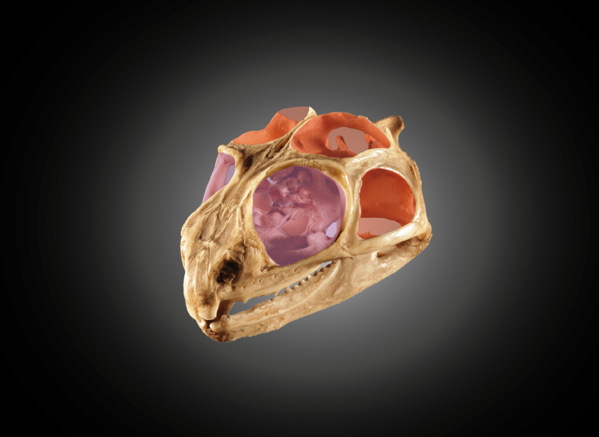 Review on the temporal skull region in tetrapods - the big question of temporal fenestrae