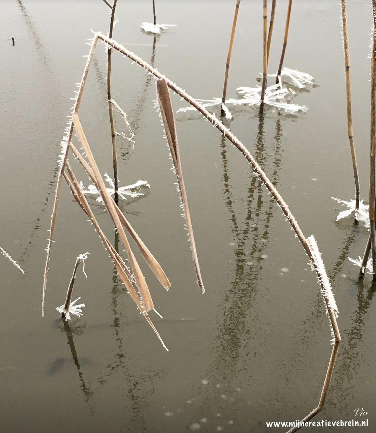 IJssterren op riet