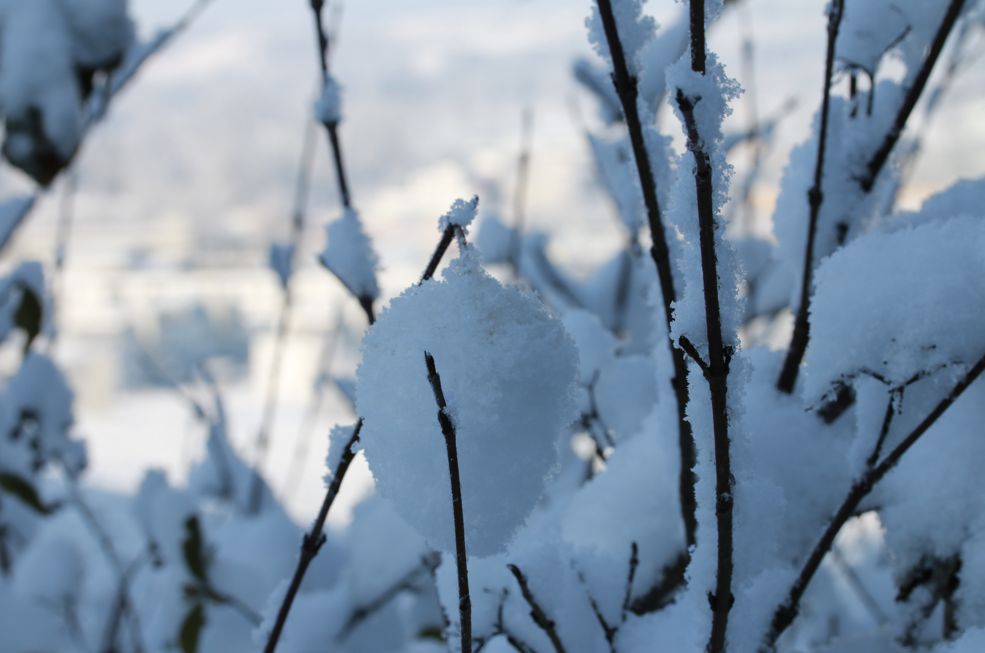 Die Welt durch meine Linse - ein schöner Schneetag . . .