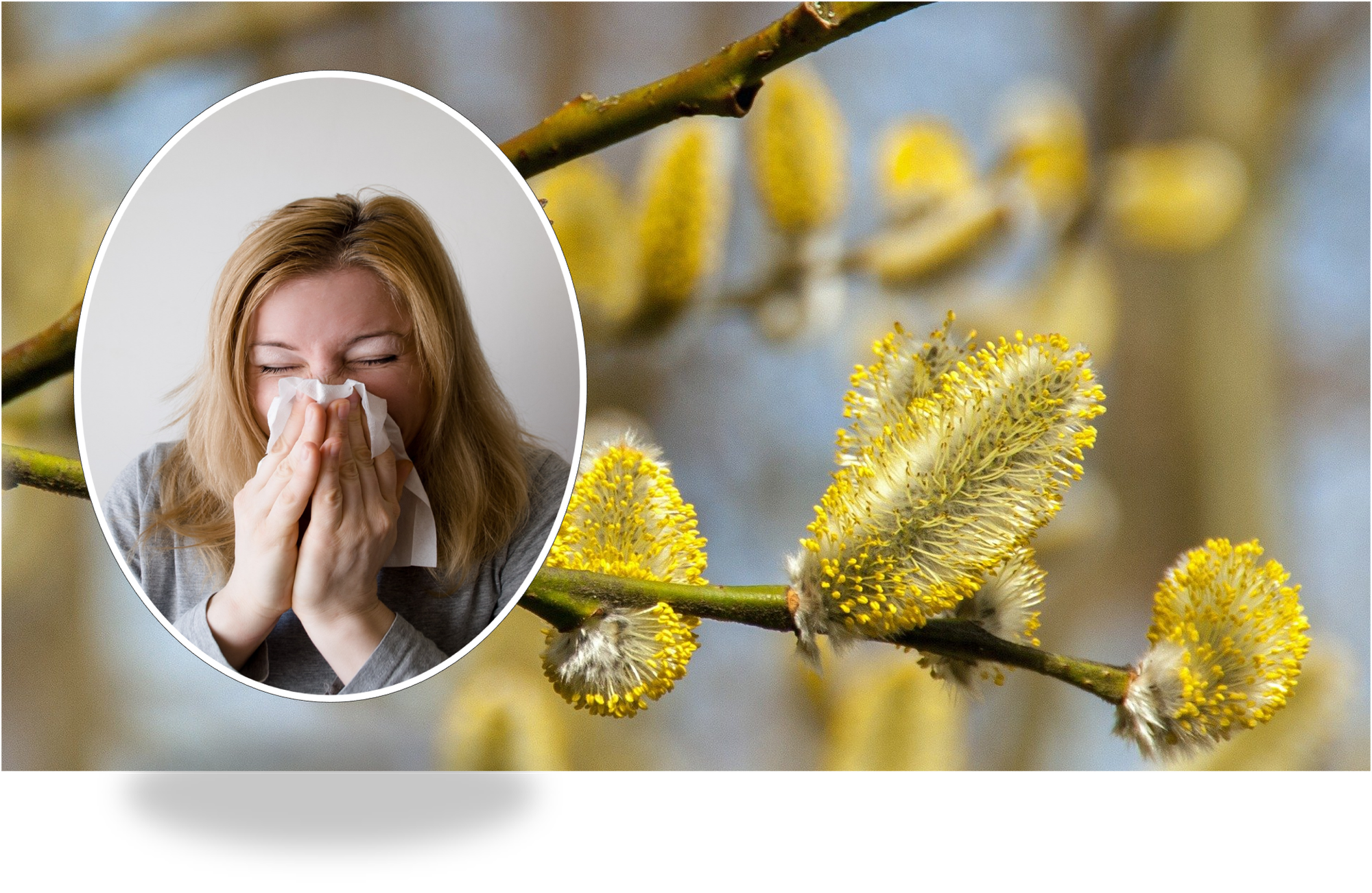 Heuschnupfen, Allergie und allergisches Asthma