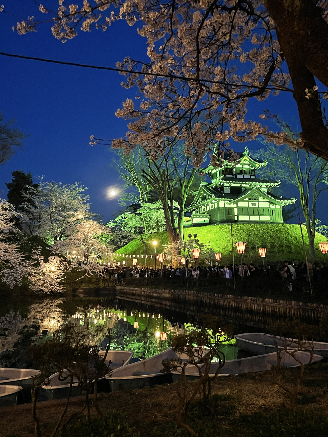 桜を愛でる
