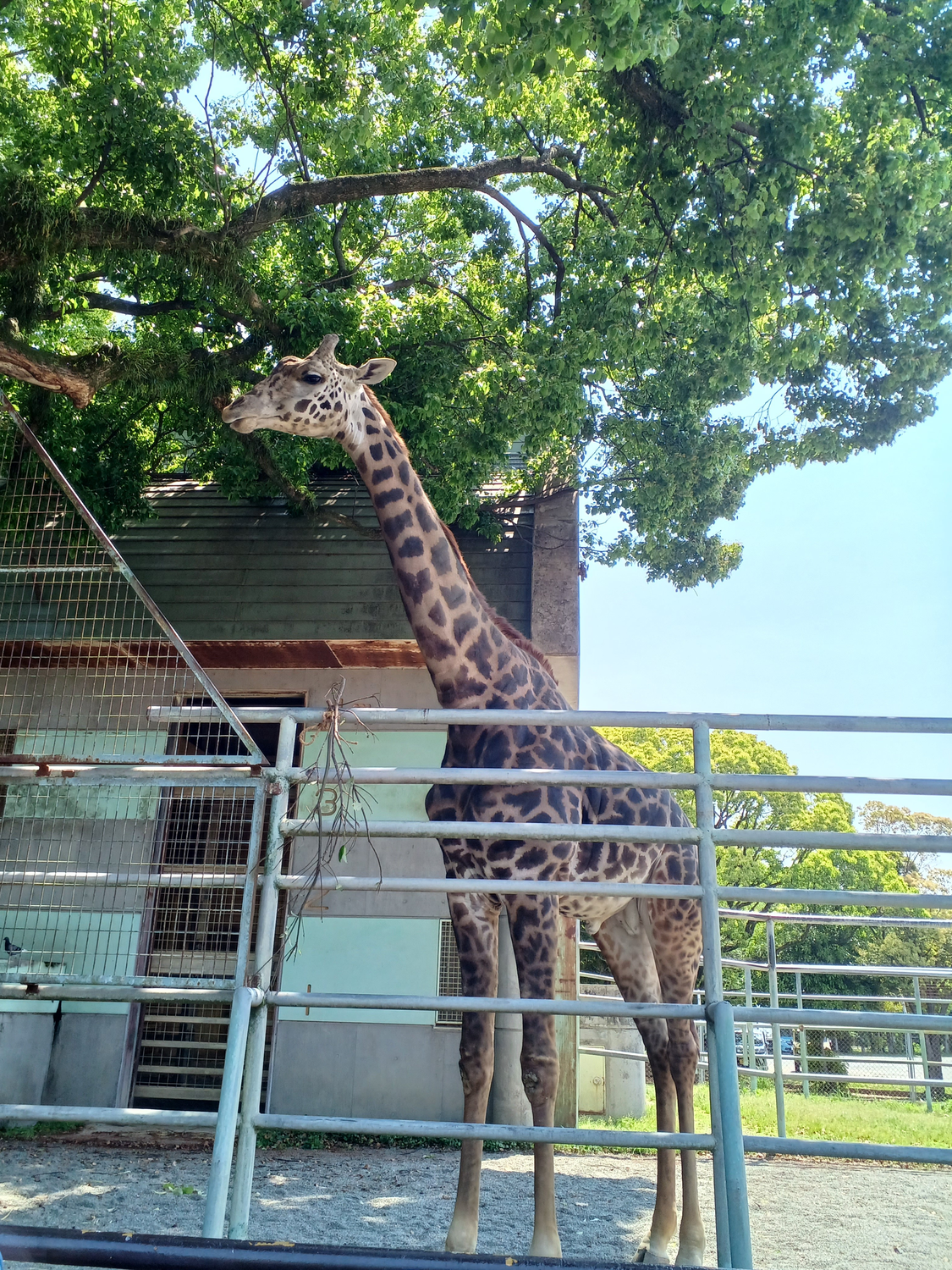 どうぶつえん