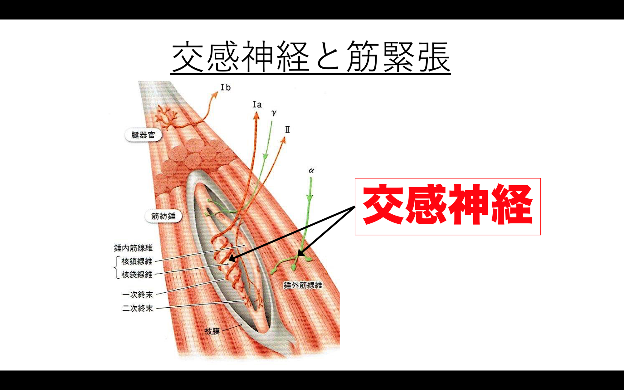 自律神経