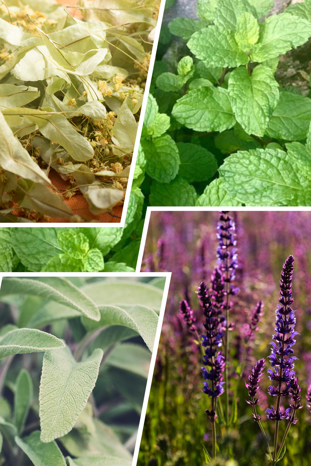Kräutertee ohne Aroma – natürlicher Genuss in seiner reinsten Form