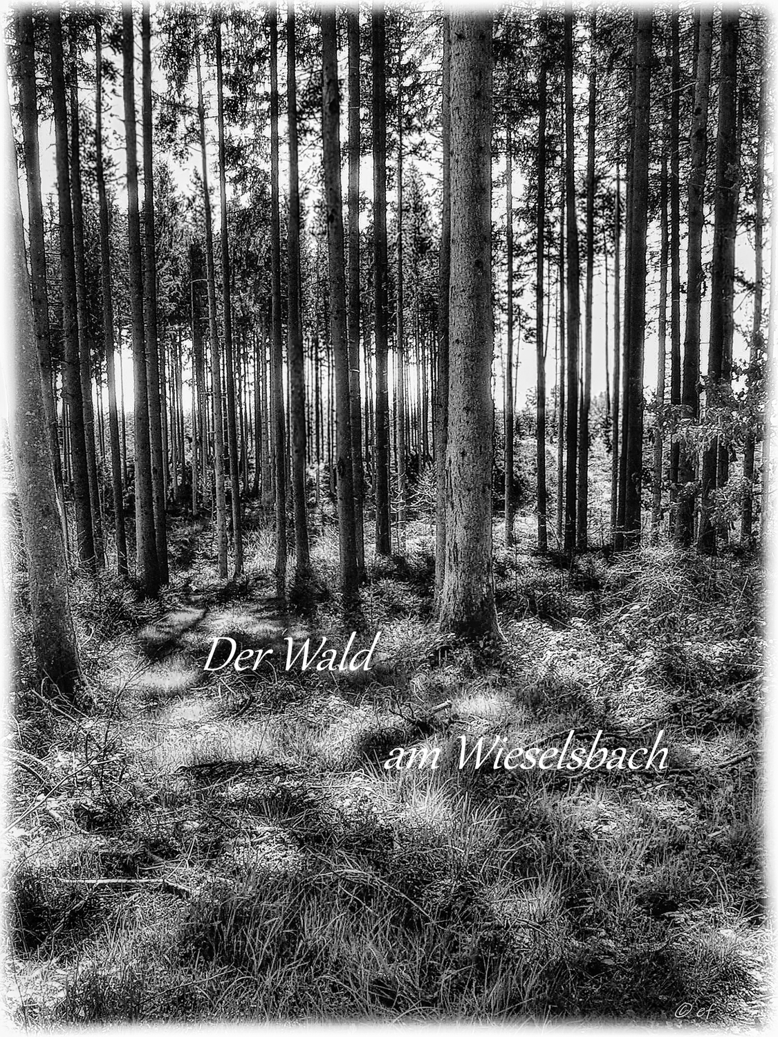 Der Wald am Warenbach - Ansicht eines Waldes in Schwarz-Weiß