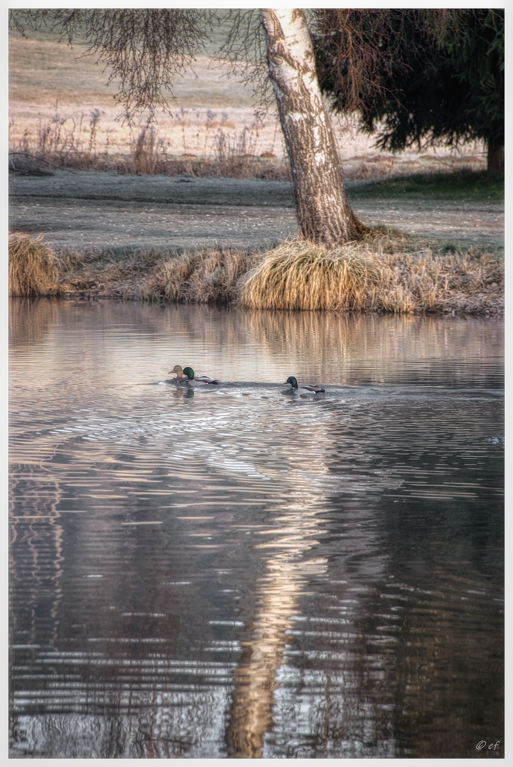Am Marbacher Weiher