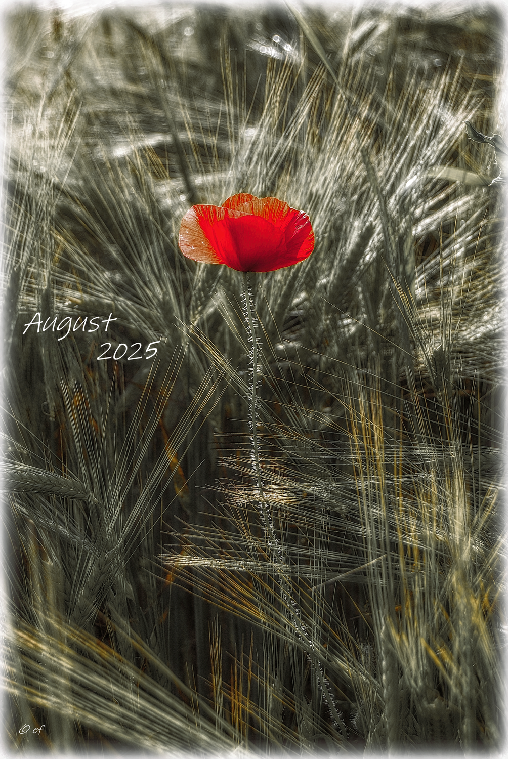 Der August 2025