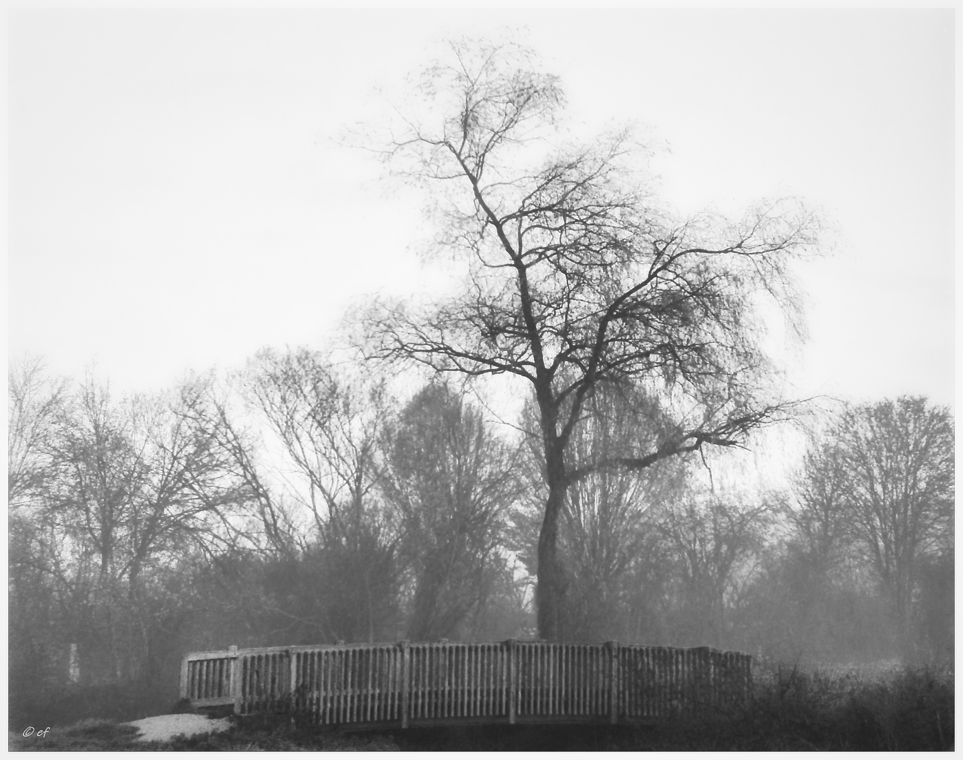 Eine analoge Fototour im Nebel