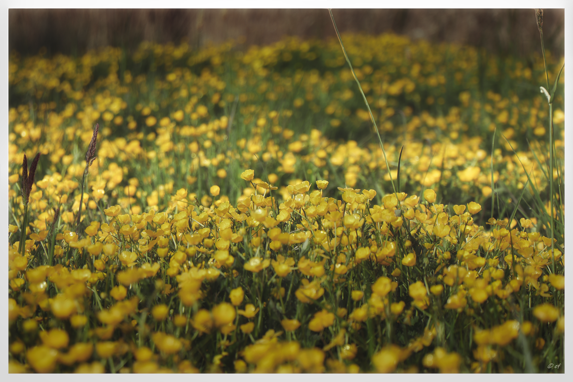 Vorstellung weiterer Wildblumen