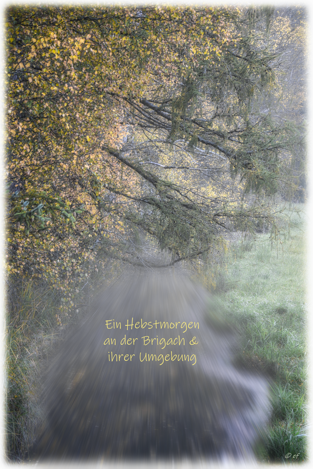 Ein Herbstmorgen an der Brigach & ihrer Umgebung