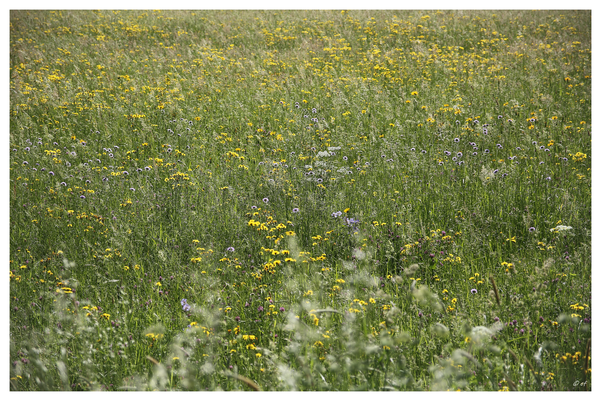 Der Lockruf der Natur
