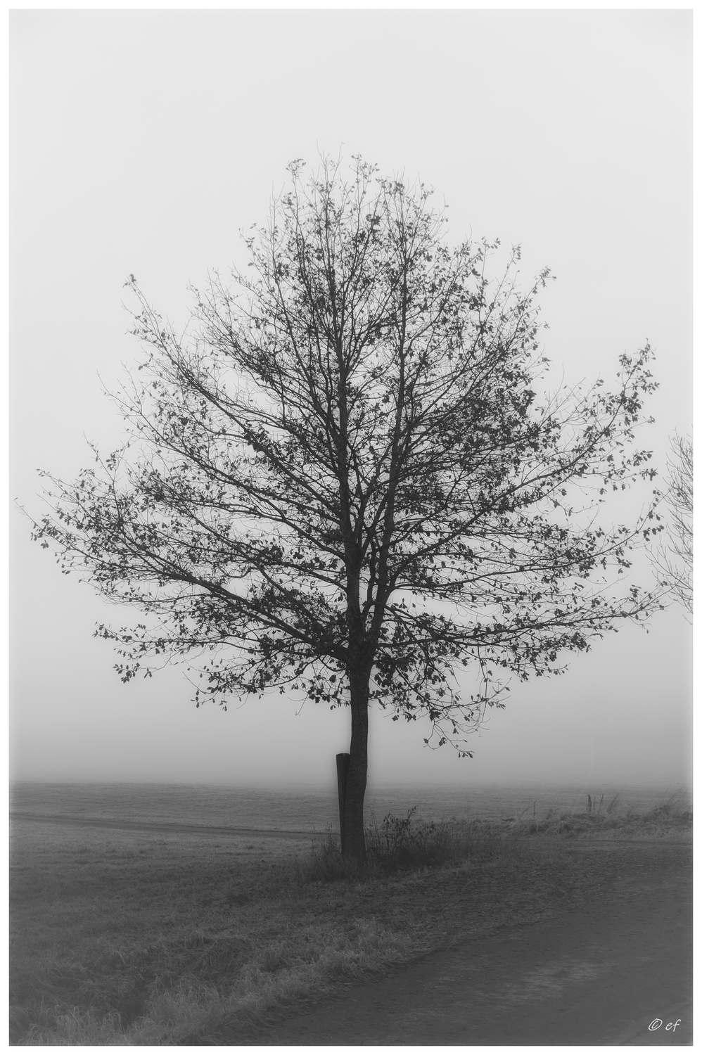 Der weiße Schleier der Stille - Teil 2