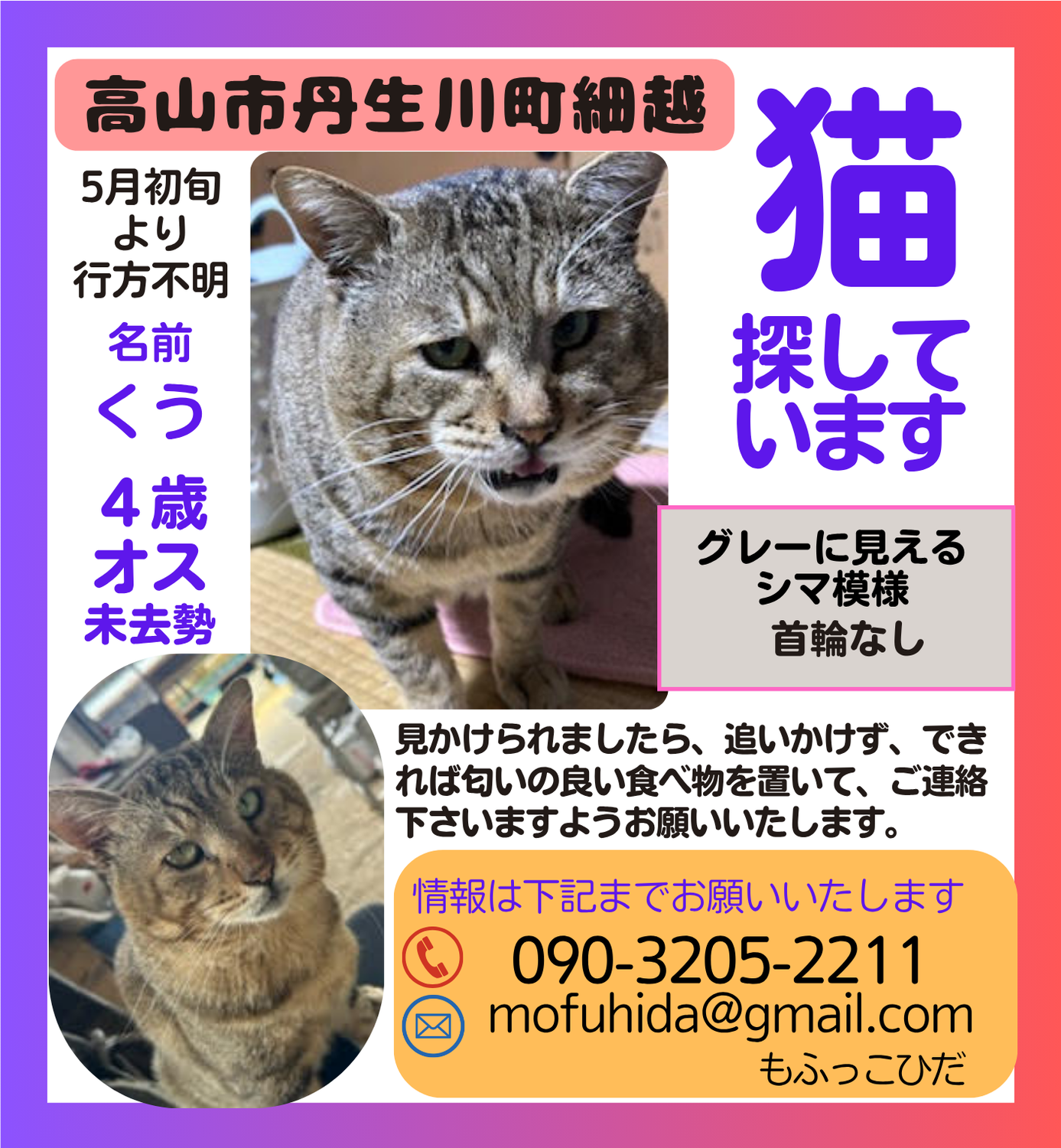 ！猫探しています　丹生川町！