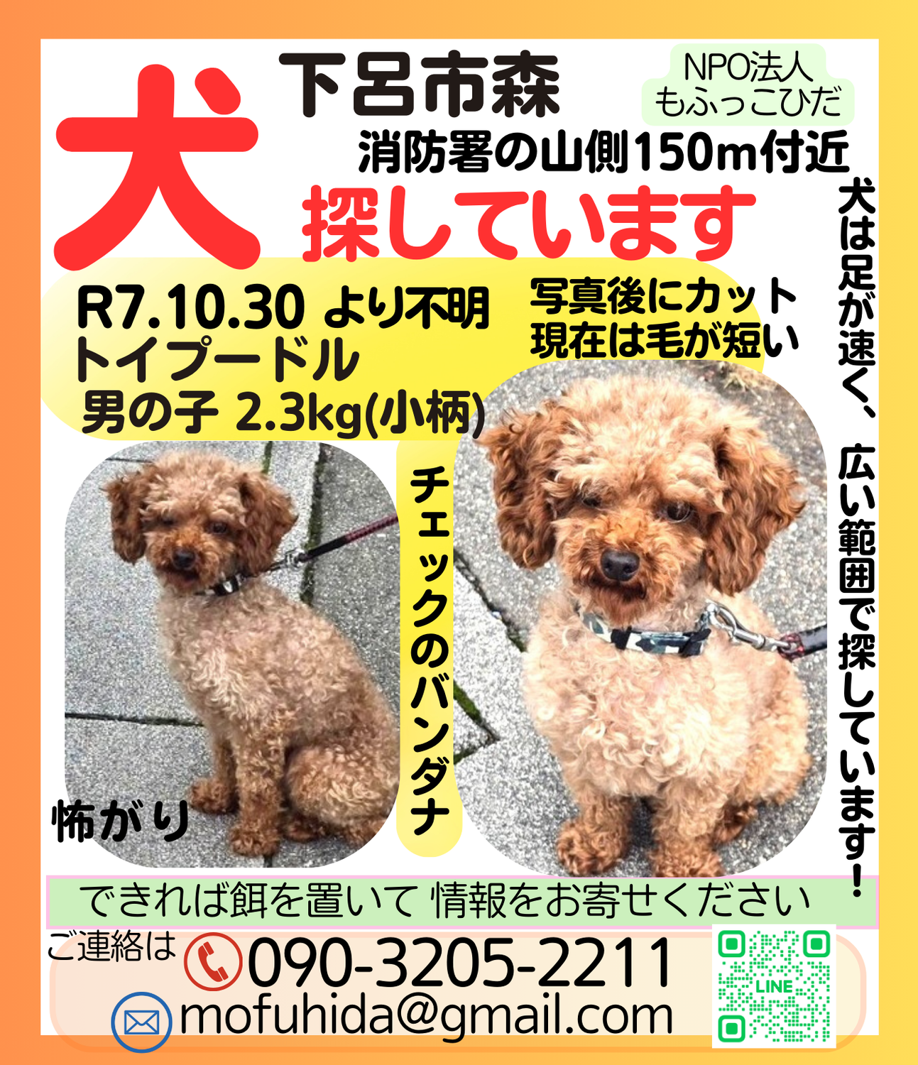 【緊急　トイプードル探しています】