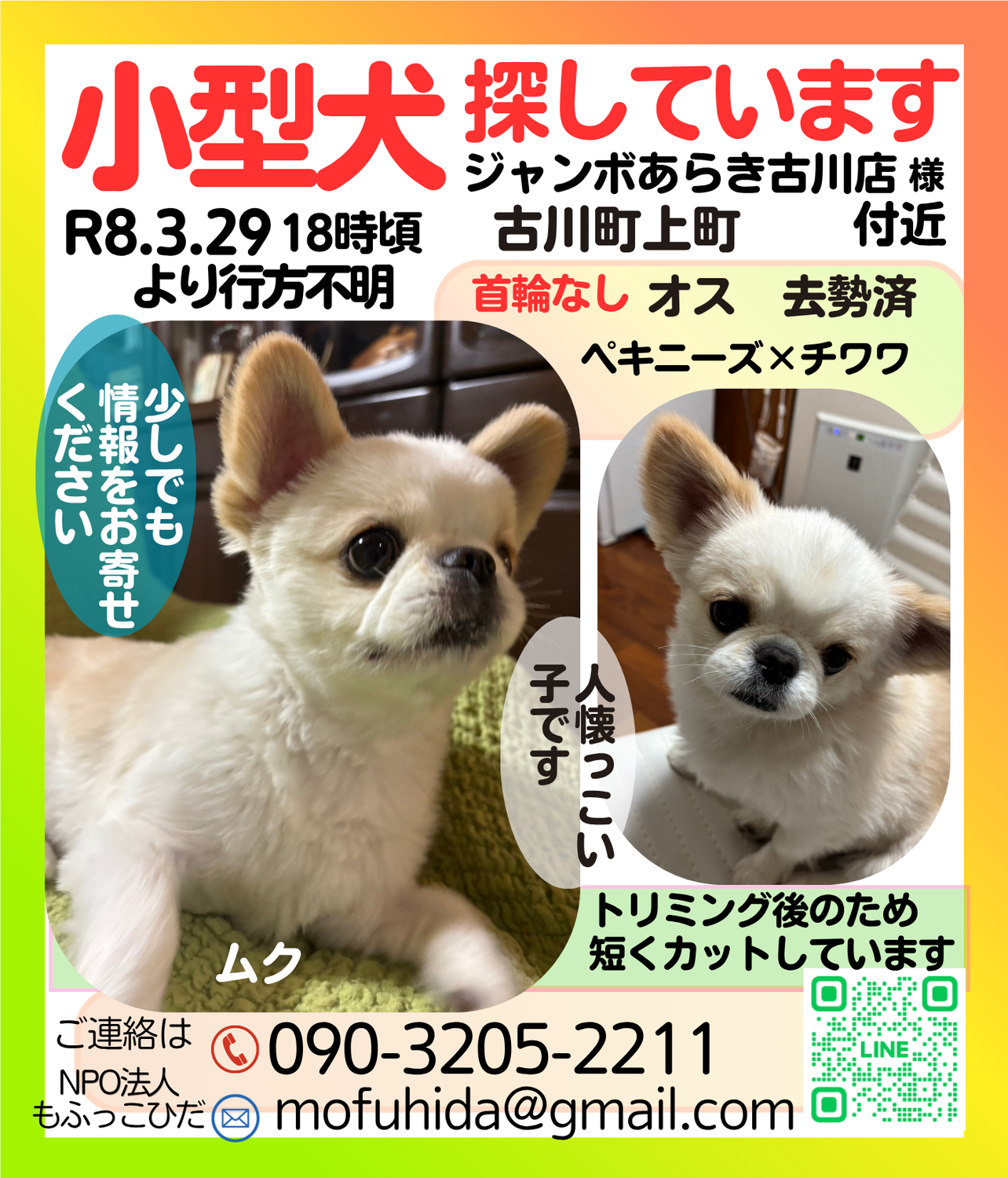 【緊急　古川町　小型犬探しています】