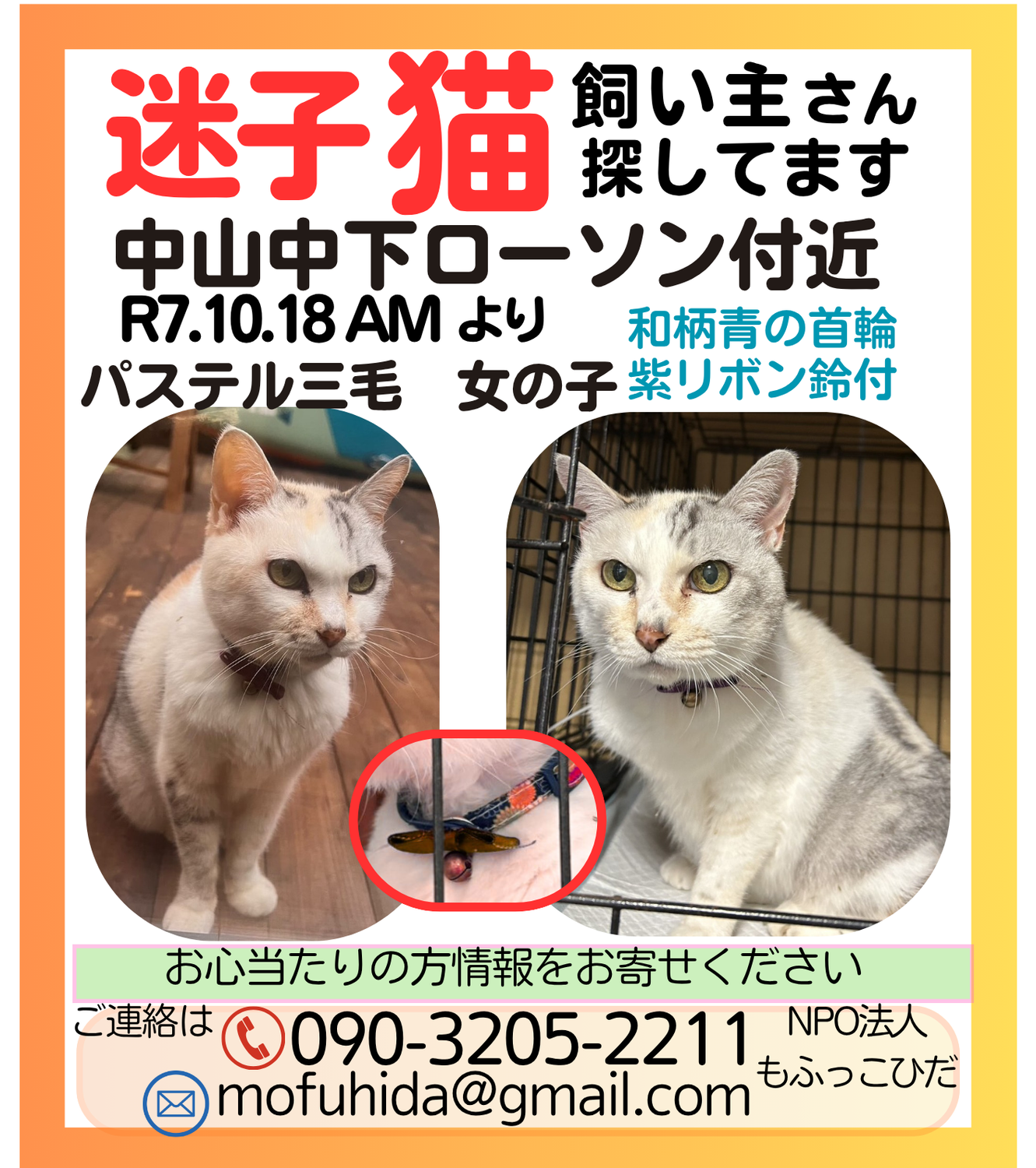 §迷子猫　飼い主さん探してます§