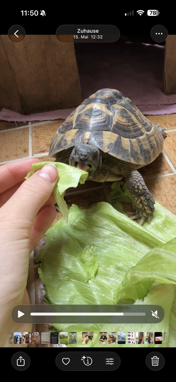 Griechische Landschildkröte vermisst in 71394 Kernen im Remstal