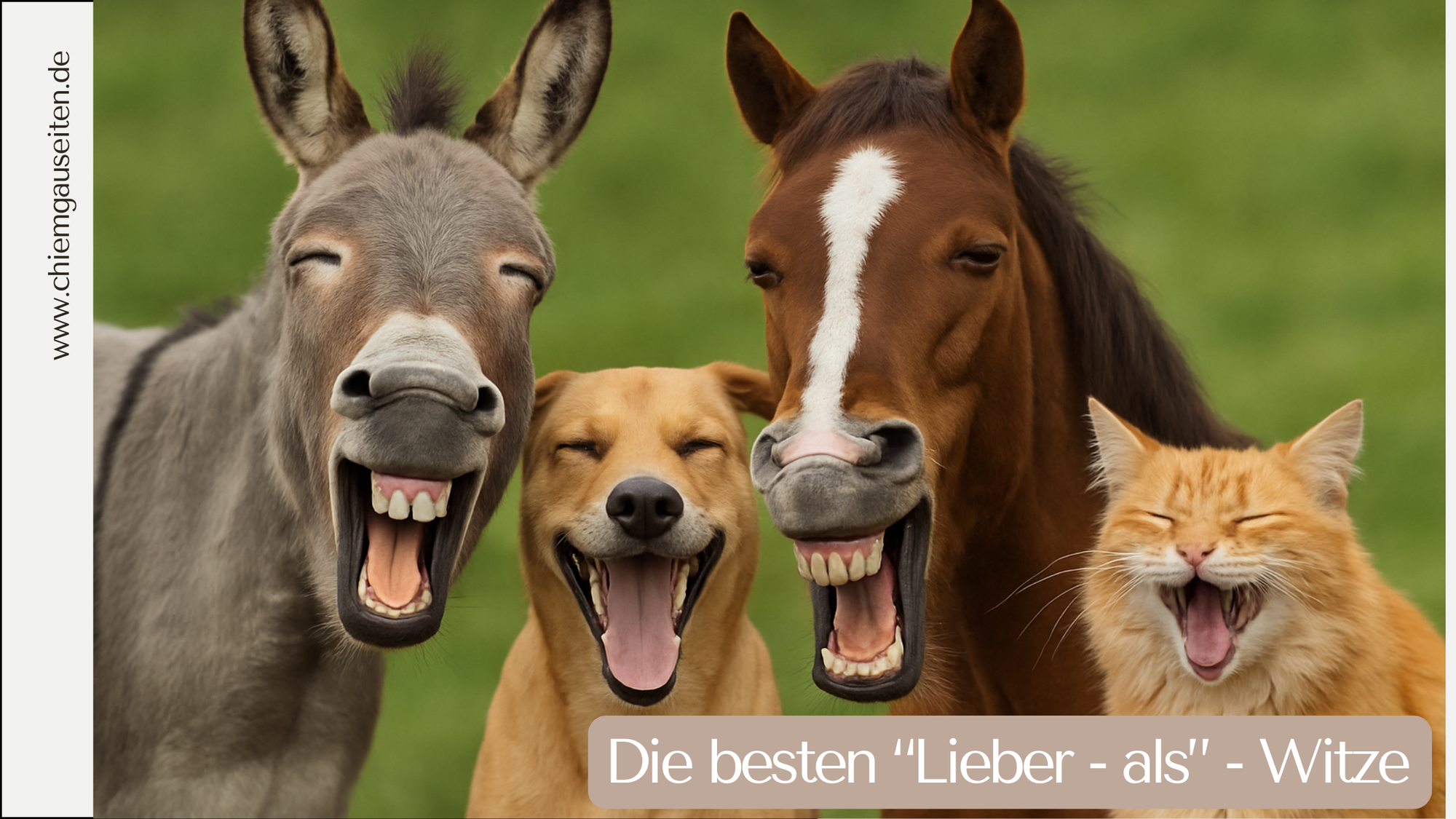 Die besten „Lieber als“-Witze: Wortspiele garantiert ohne Niveau