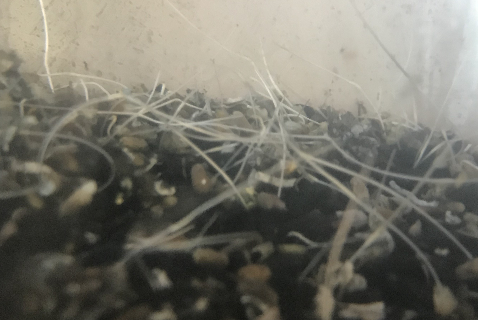 保存中の種子が発芽を開始しました