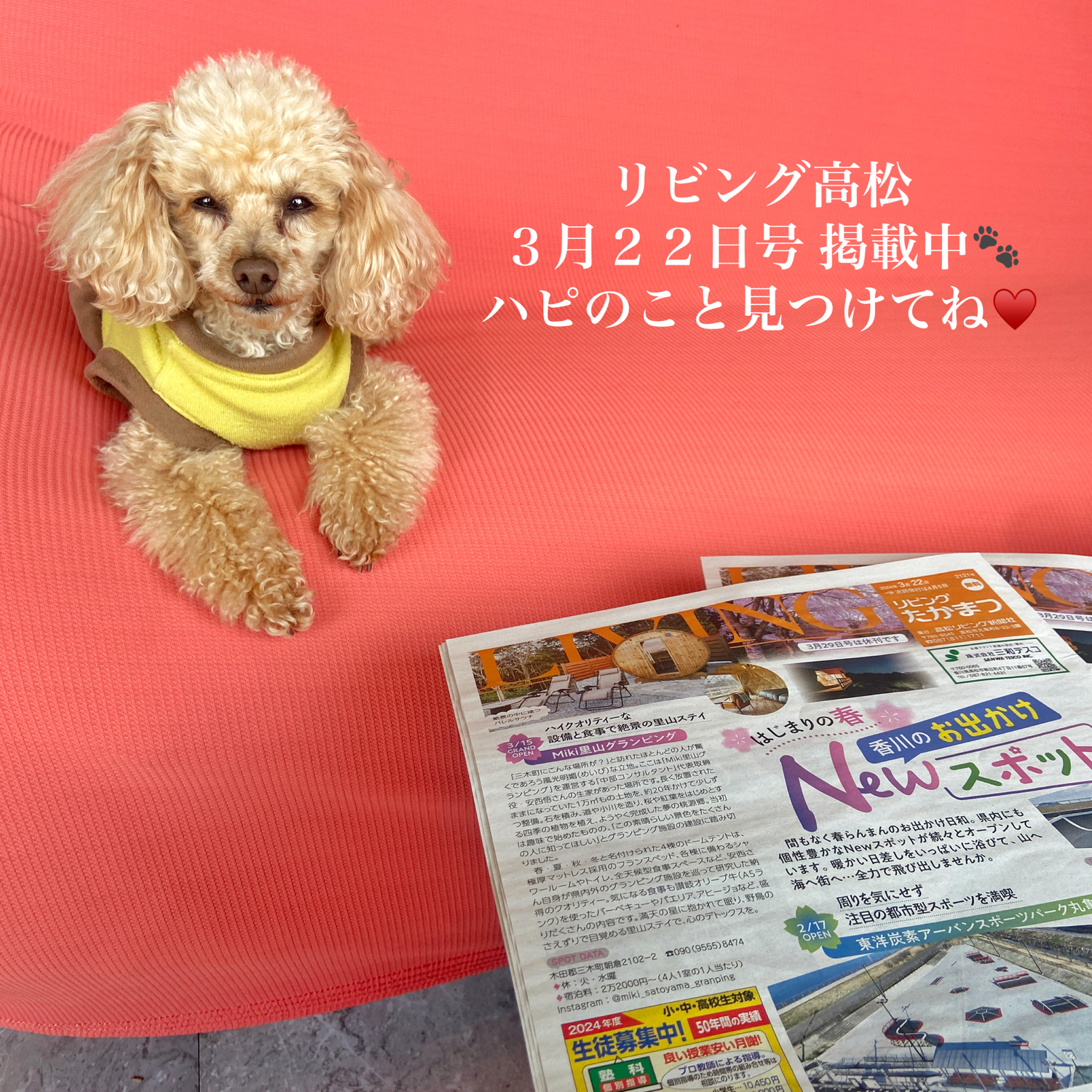 リビング高松新聞掲載中！