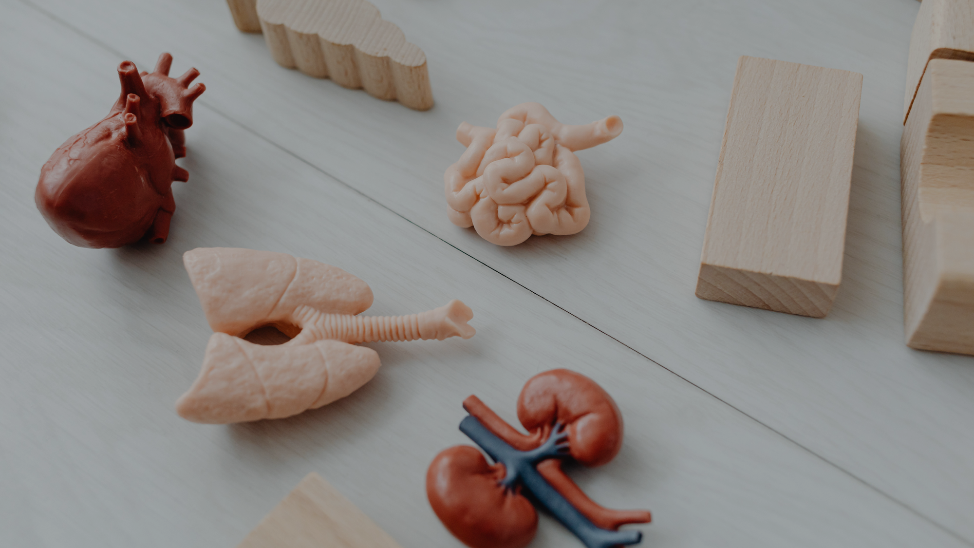 Darm und Zyklus verstehen. Wie Verdauung und Hormone zusammenspielen