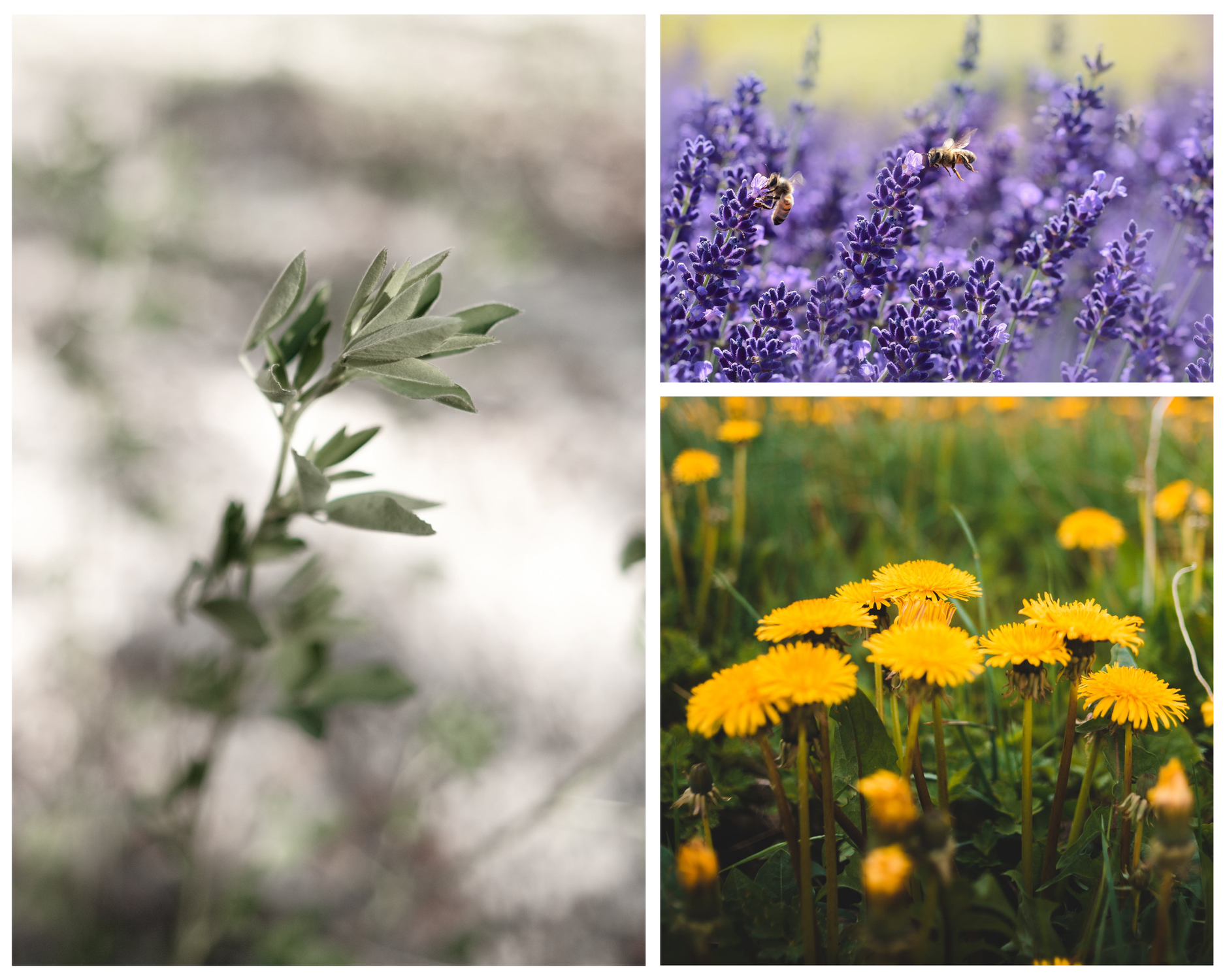 13 Planten die ondersteunen bij klachten van oververmoeidheid en Weinig Energie
