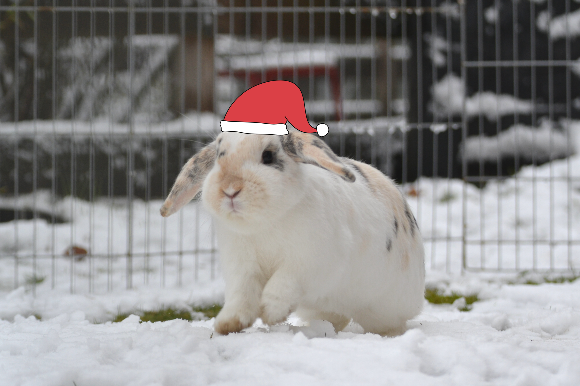 Kaninchen und Meerschweinchen zu Weihnachten - Ein tierisches Geschenk