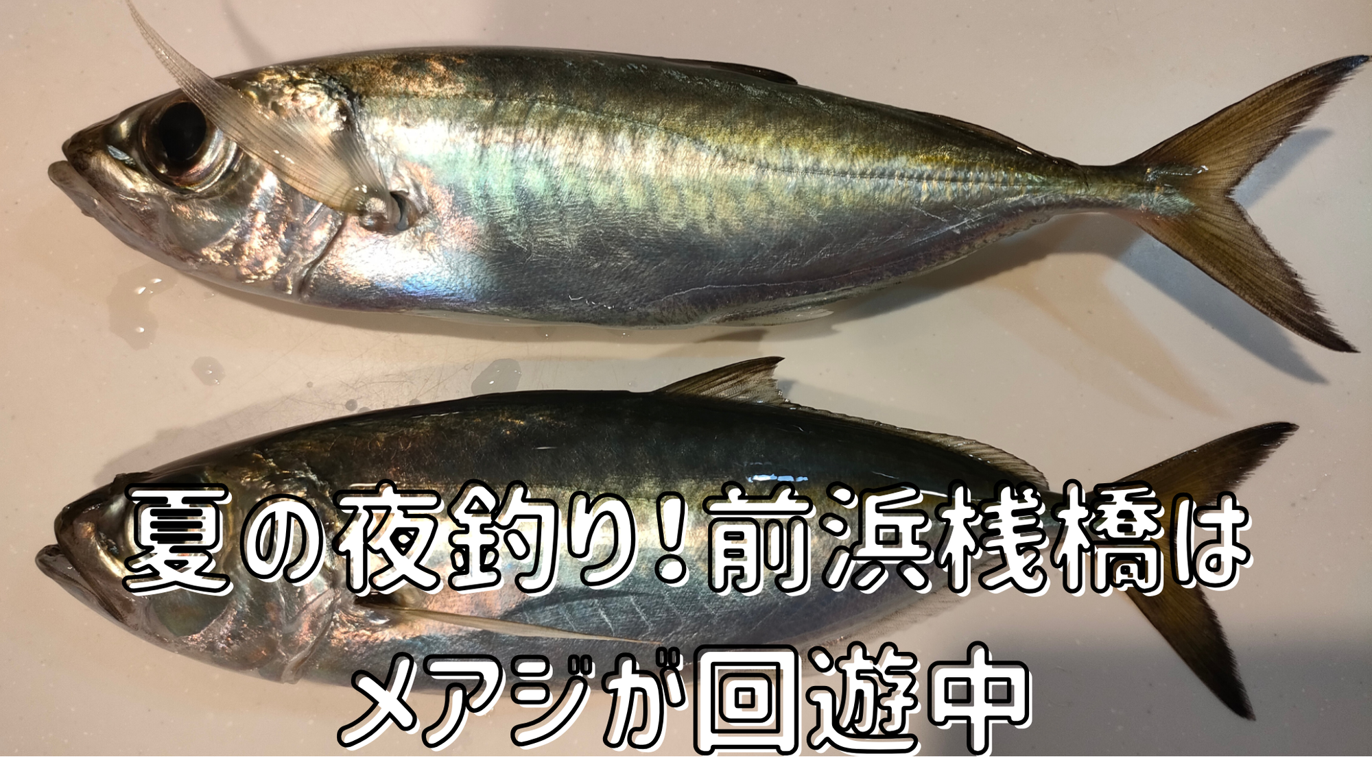 【桟橋釣行】夏の夜釣り！前浜桟橋はメアジが回遊中