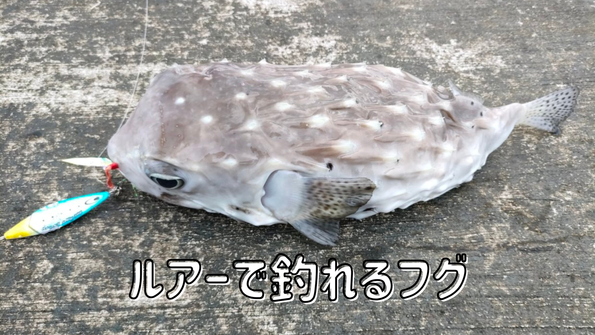 【桟橋釣行】フグってルアーで釣れるの？→釣れました