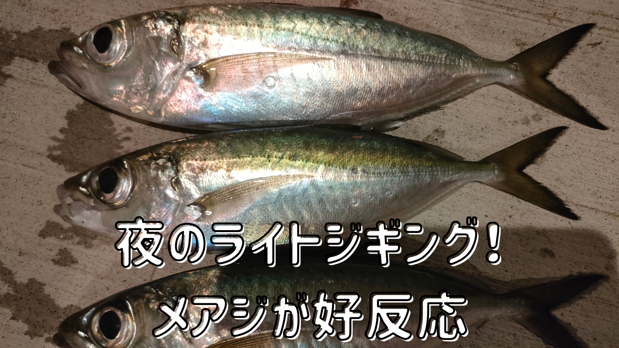 【桟橋釣行】エギングロッドで楽しむライトジギング！夜のメアジが好反応