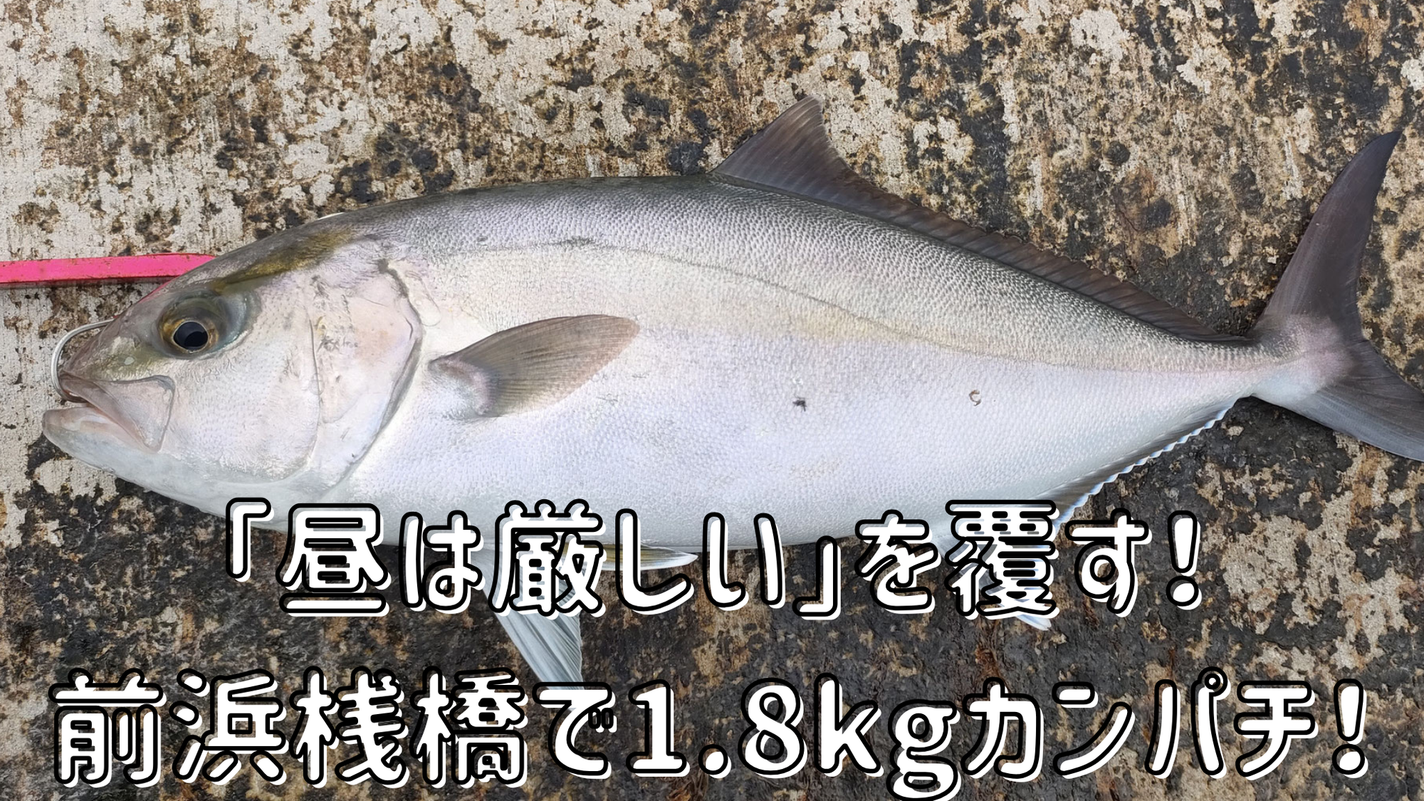 【桟橋釣行】「昼は厳しい」を覆す！カンパチ実釣の記録