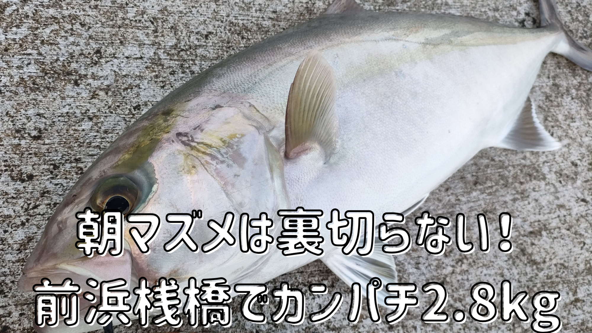 【桟橋釣行】朝マズメは裏切らない！カンパチ2.8kg