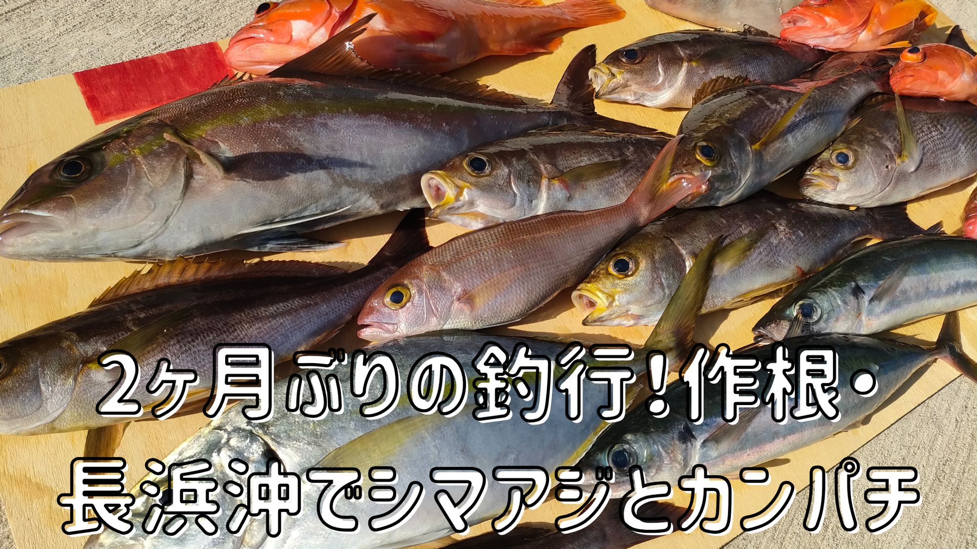 【船釣行】2ヶ月ぶりの釣行！作根・長浜沖でシマアジとカンパチを追う