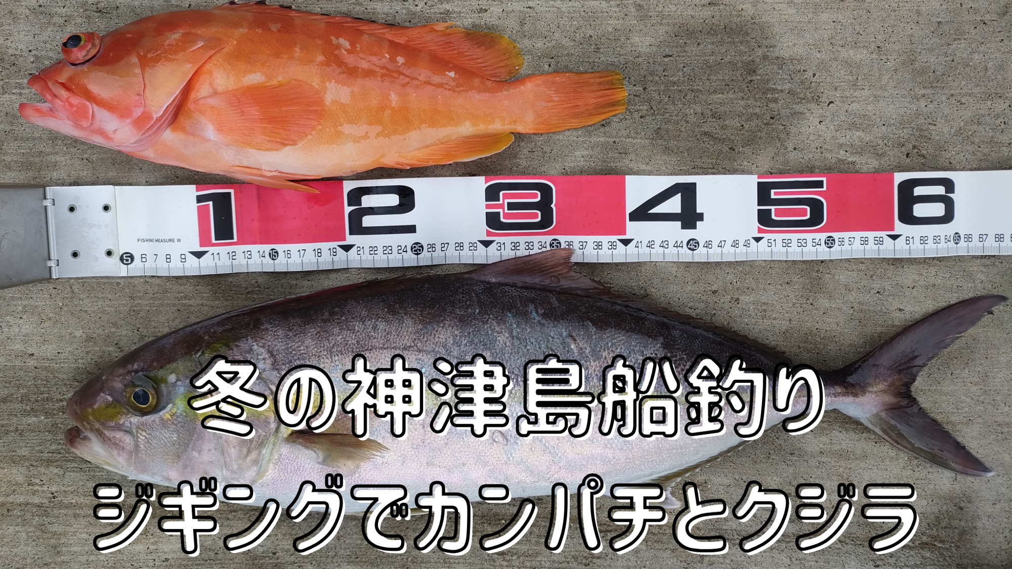 【船釣行】冬の神津島で船釣り！ジギングでカンパチを追いかけ、クジラにも遭遇！