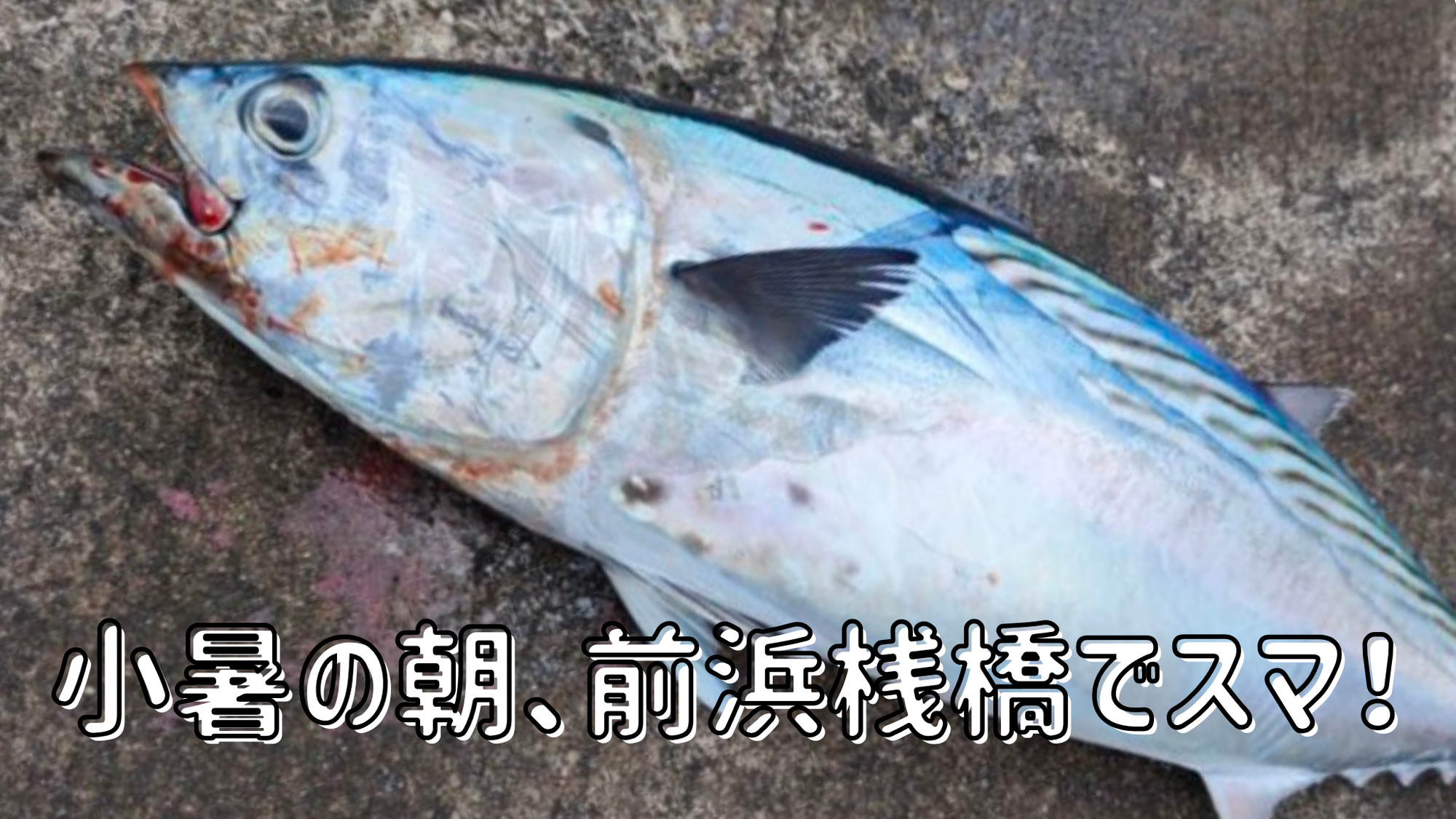 【桟橋ルアー釣行】小暑の朝、前浜桟橋で嬉しいスマ！