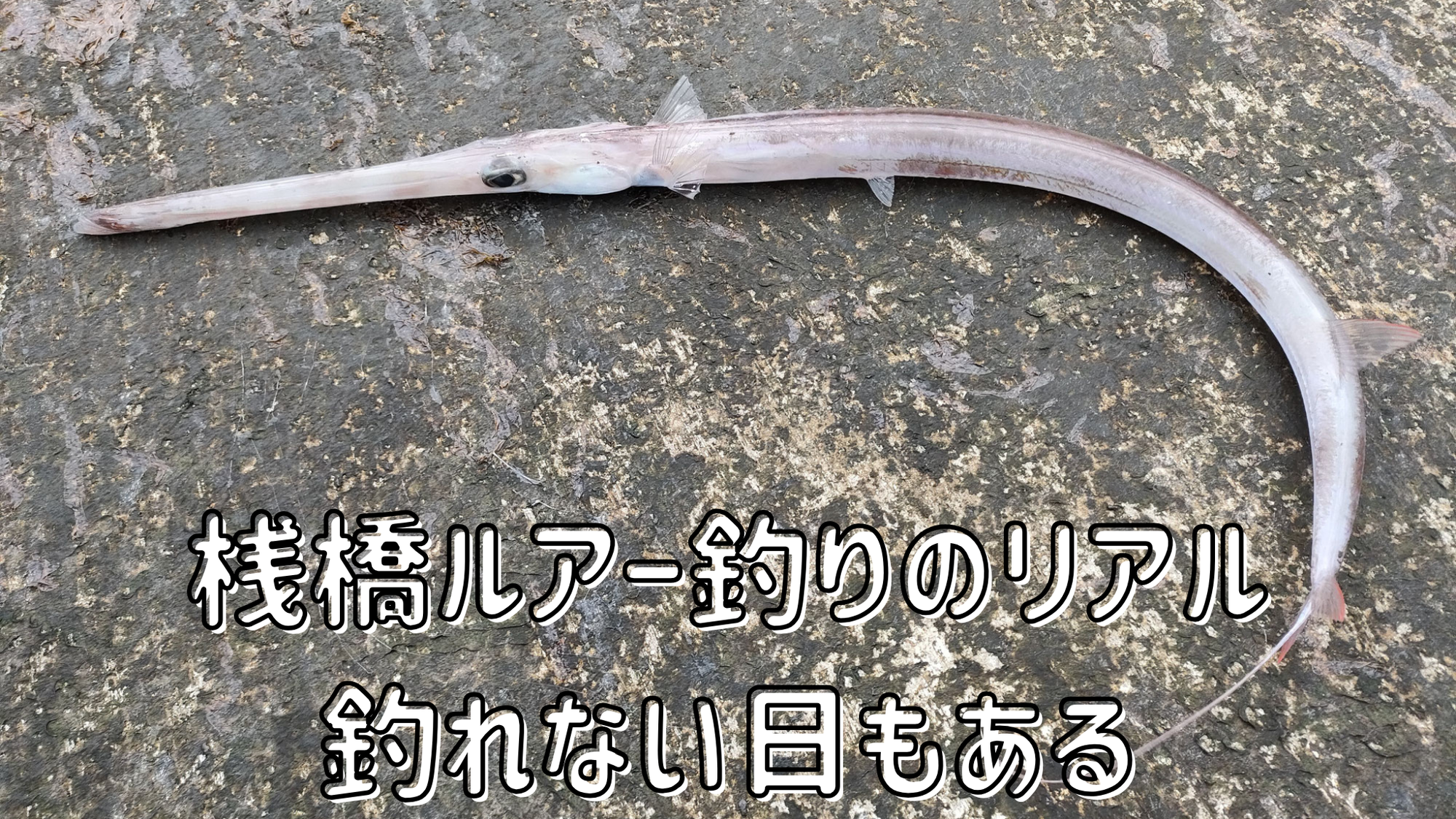 【桟橋ルアー釣行】努力しても釣れない日もある、桟橋ルアー釣りのリアル