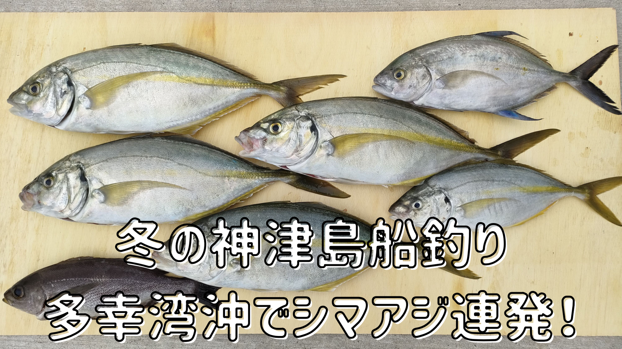 【船釣行】今日はシマアジDAY！船上大忙し