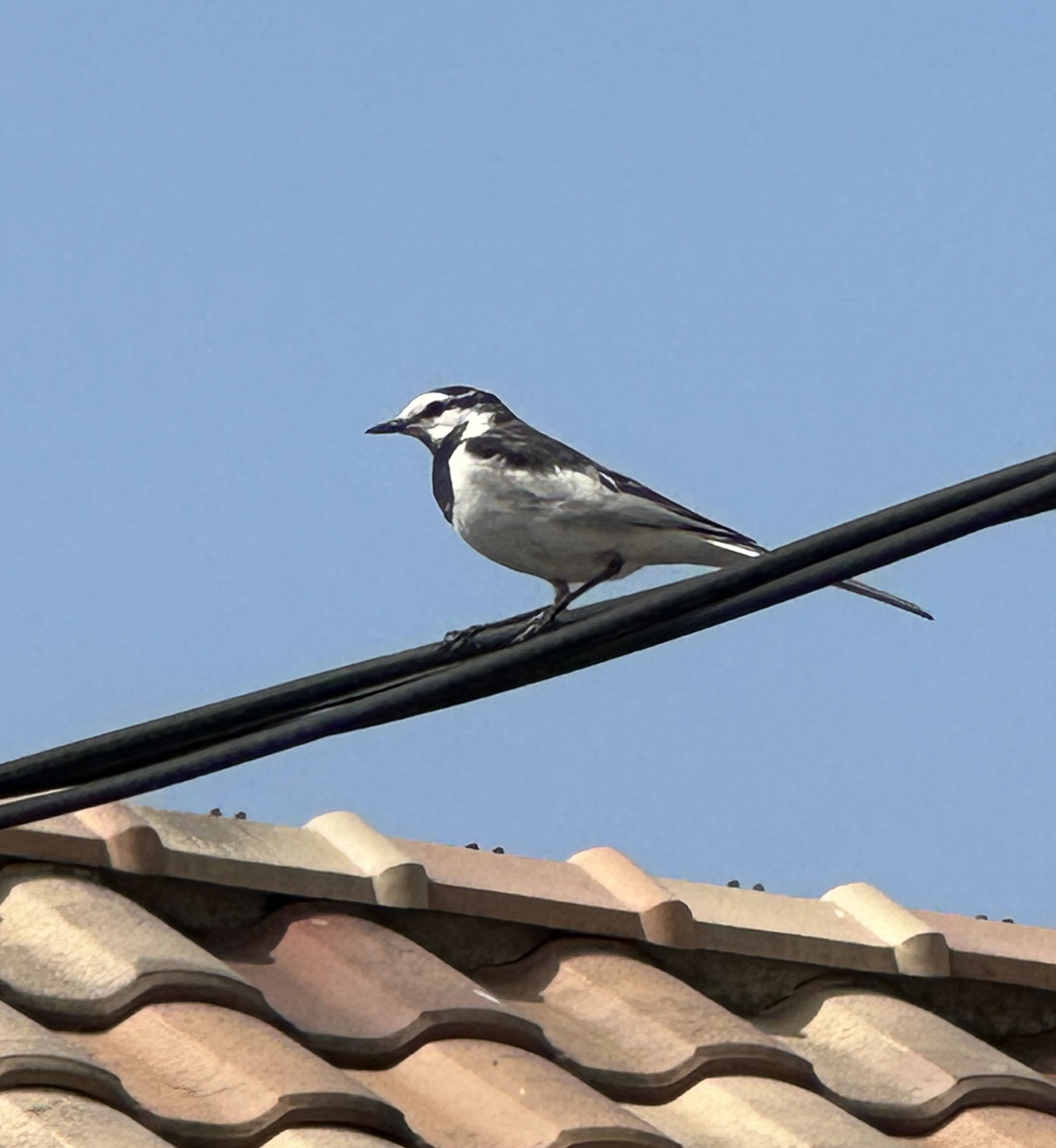 鳥さんゴメンナサイ