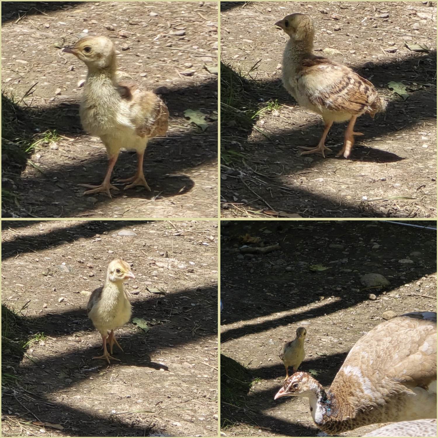 Pfauen Küken / Nachwuchs