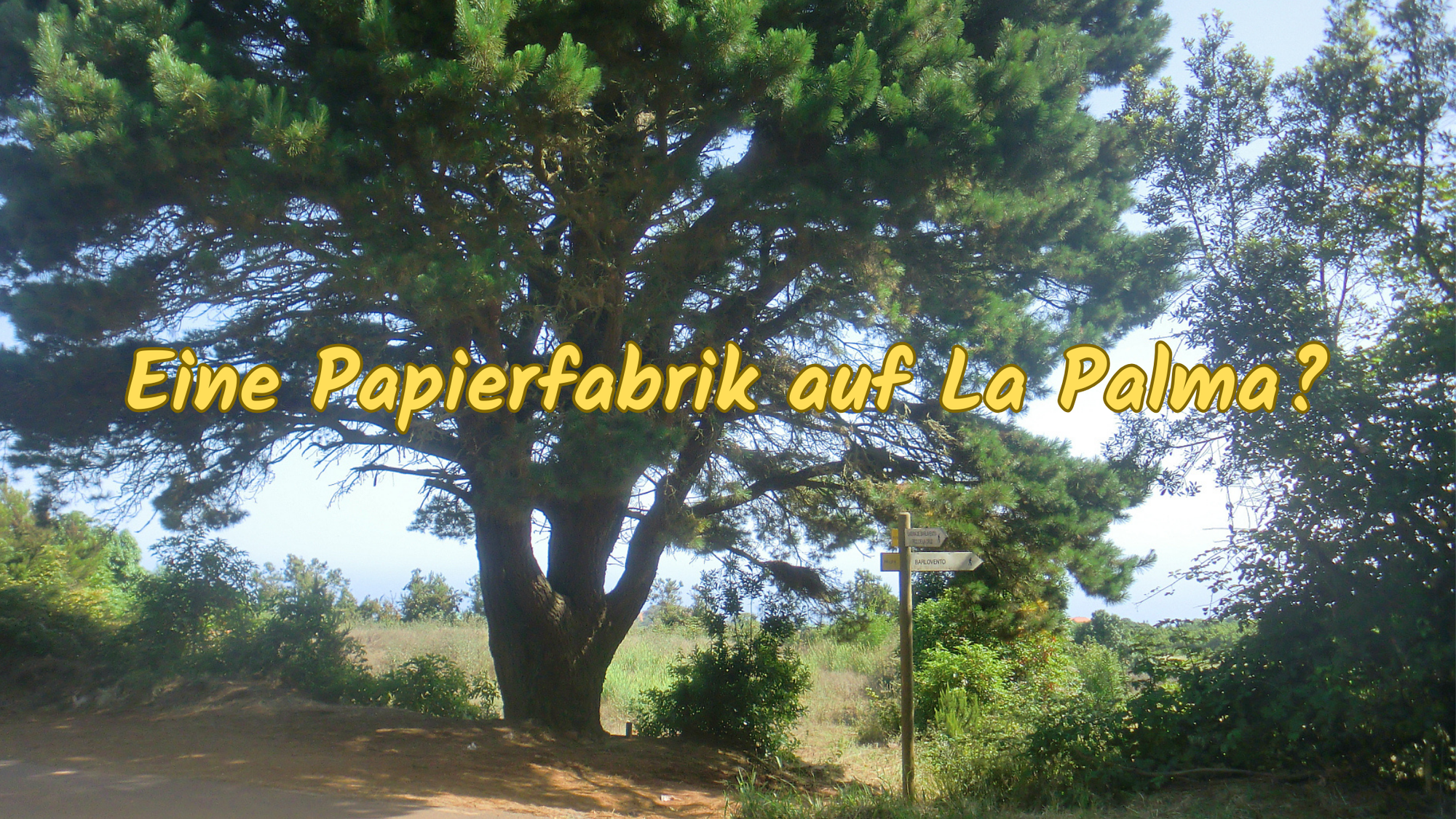 Monterey-Kiefern-auf-La-Palma